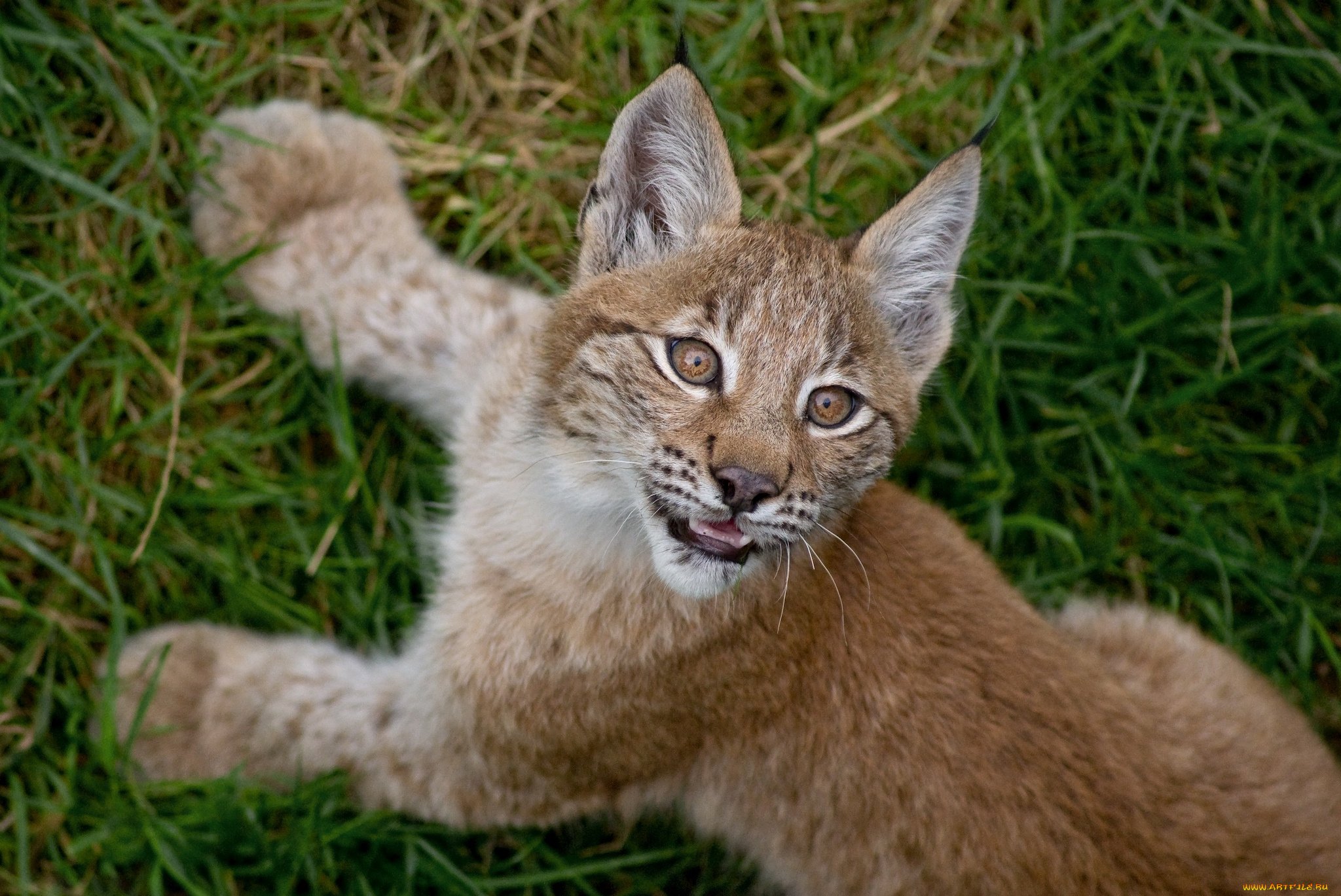 животные, рыси, малыш, мордочка