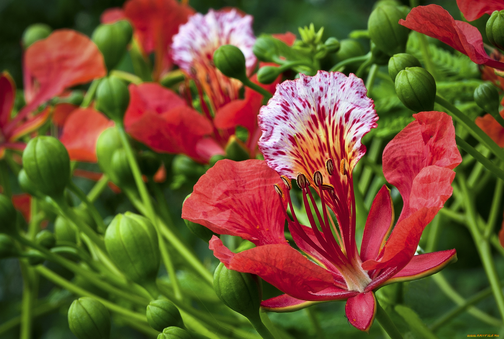 цветы, делоникс, королевский, огненное, дерево, экзотика