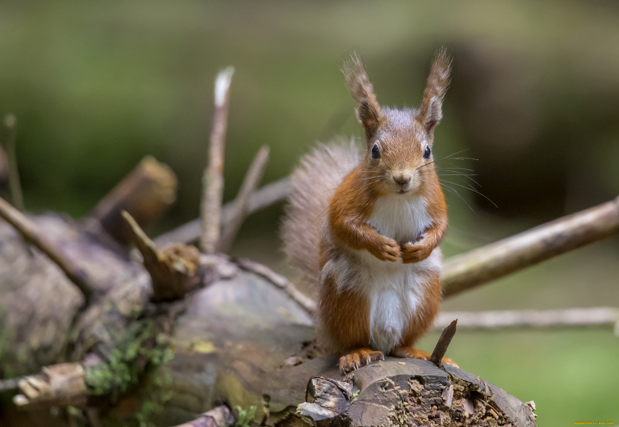 животные, белки, стойка, зверек