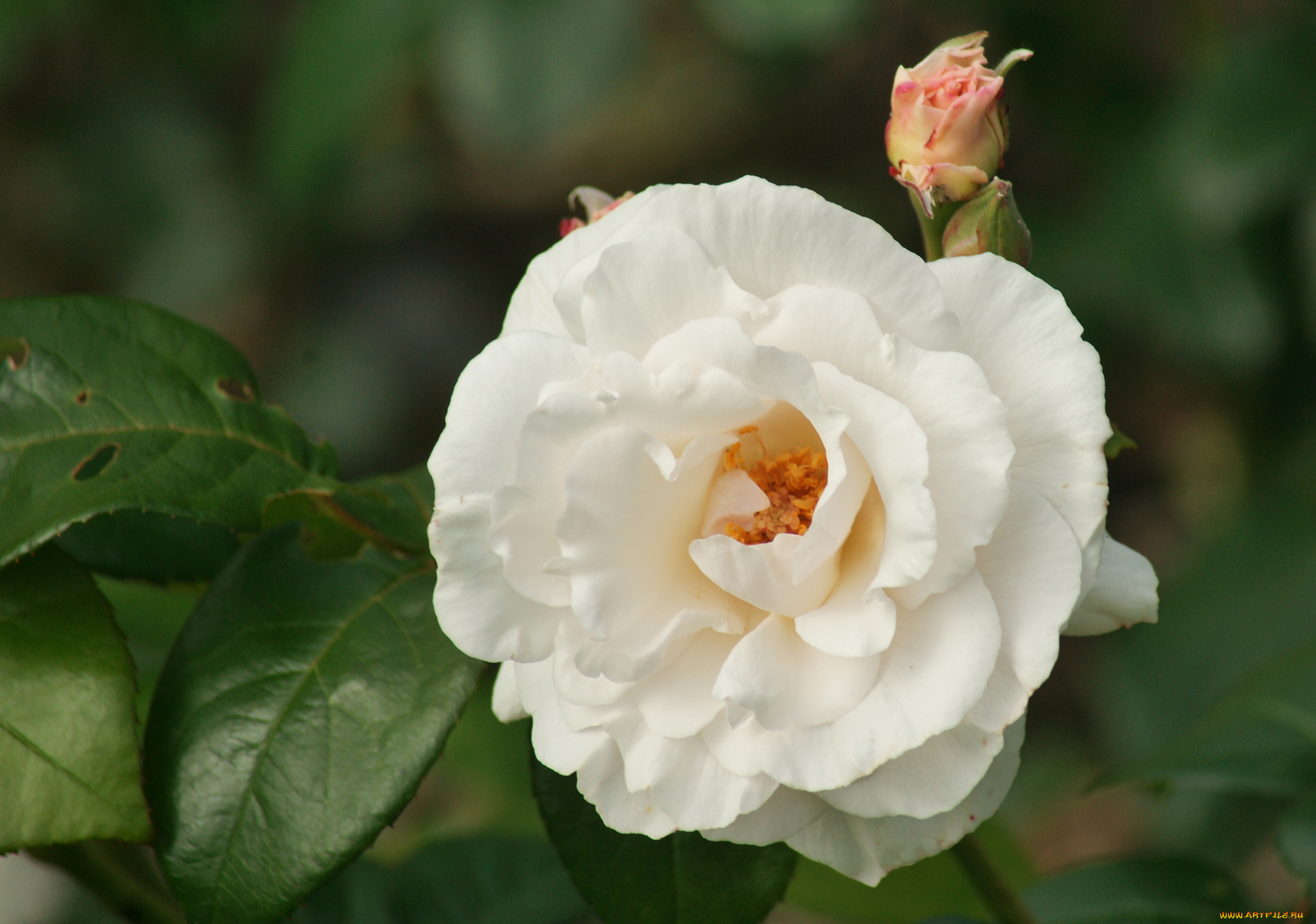 цветы, розы, бутон, макро