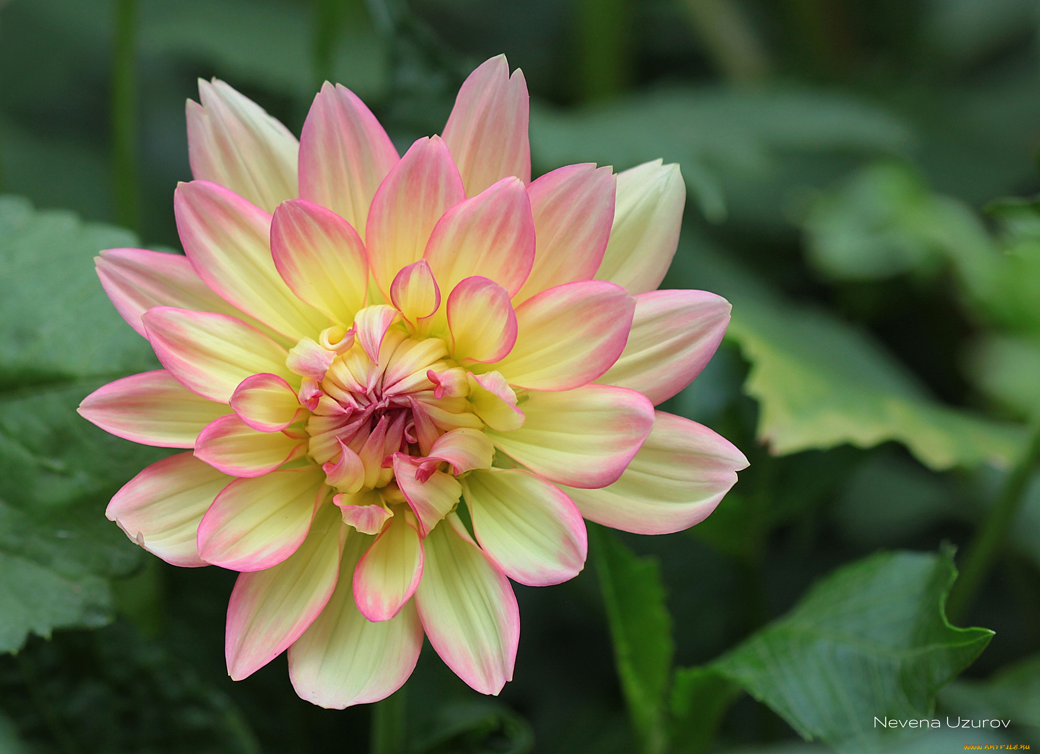 цветы, георгины, лепестки