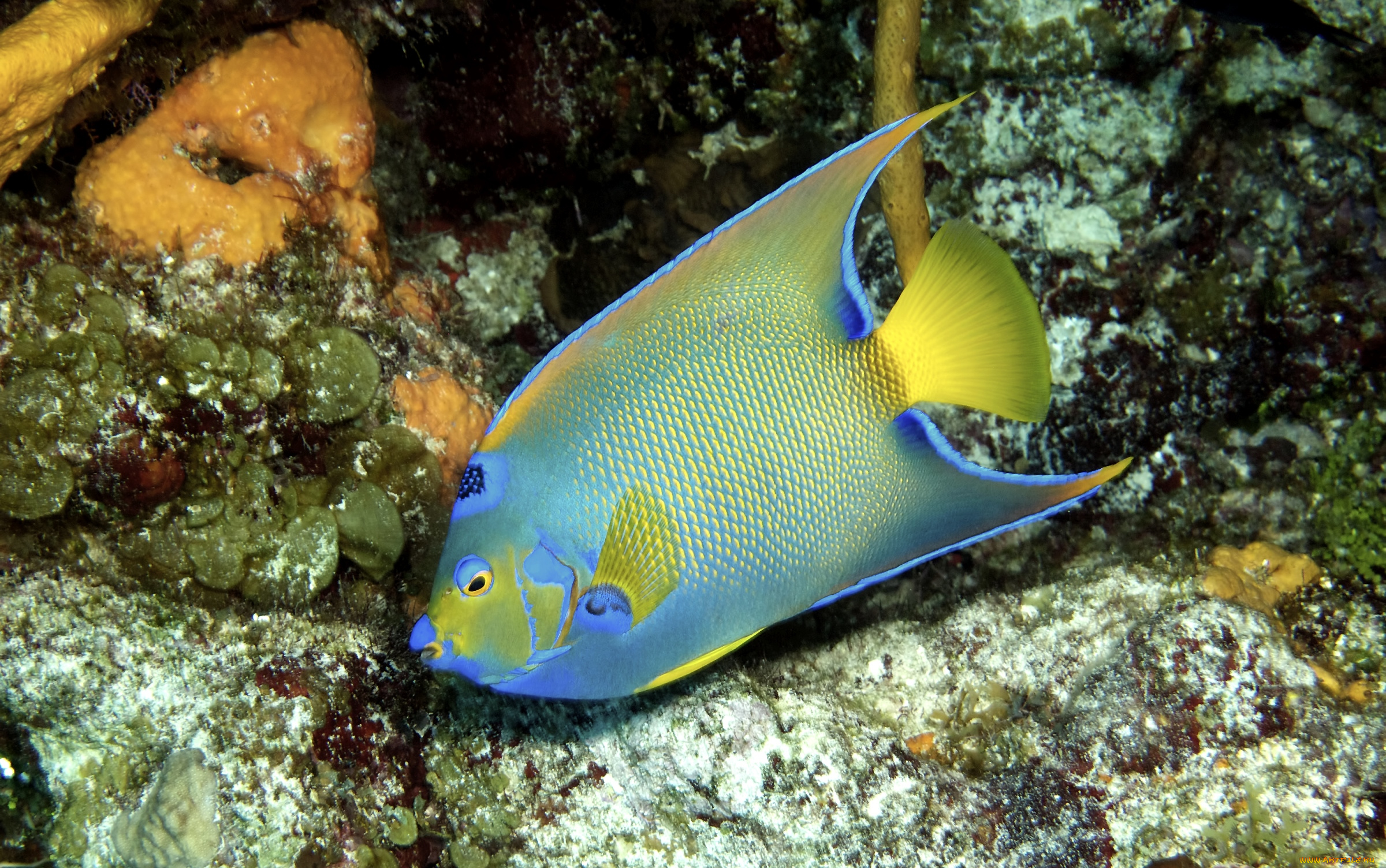 животные, рыбы, тропики