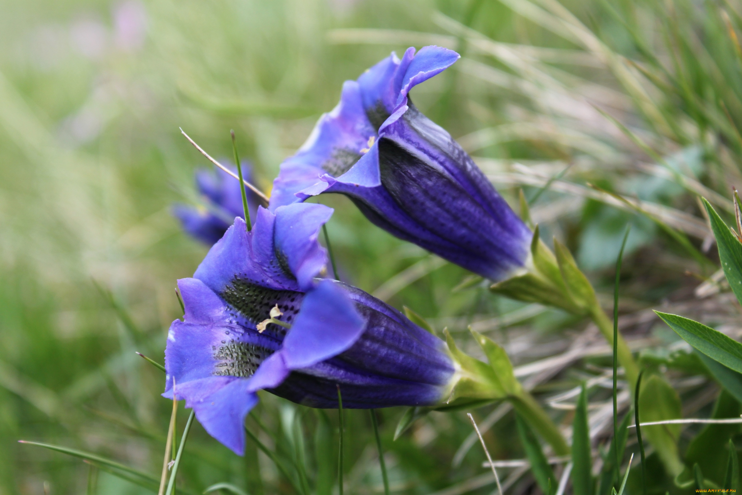 цветы, горечавки, колокольчики, синий