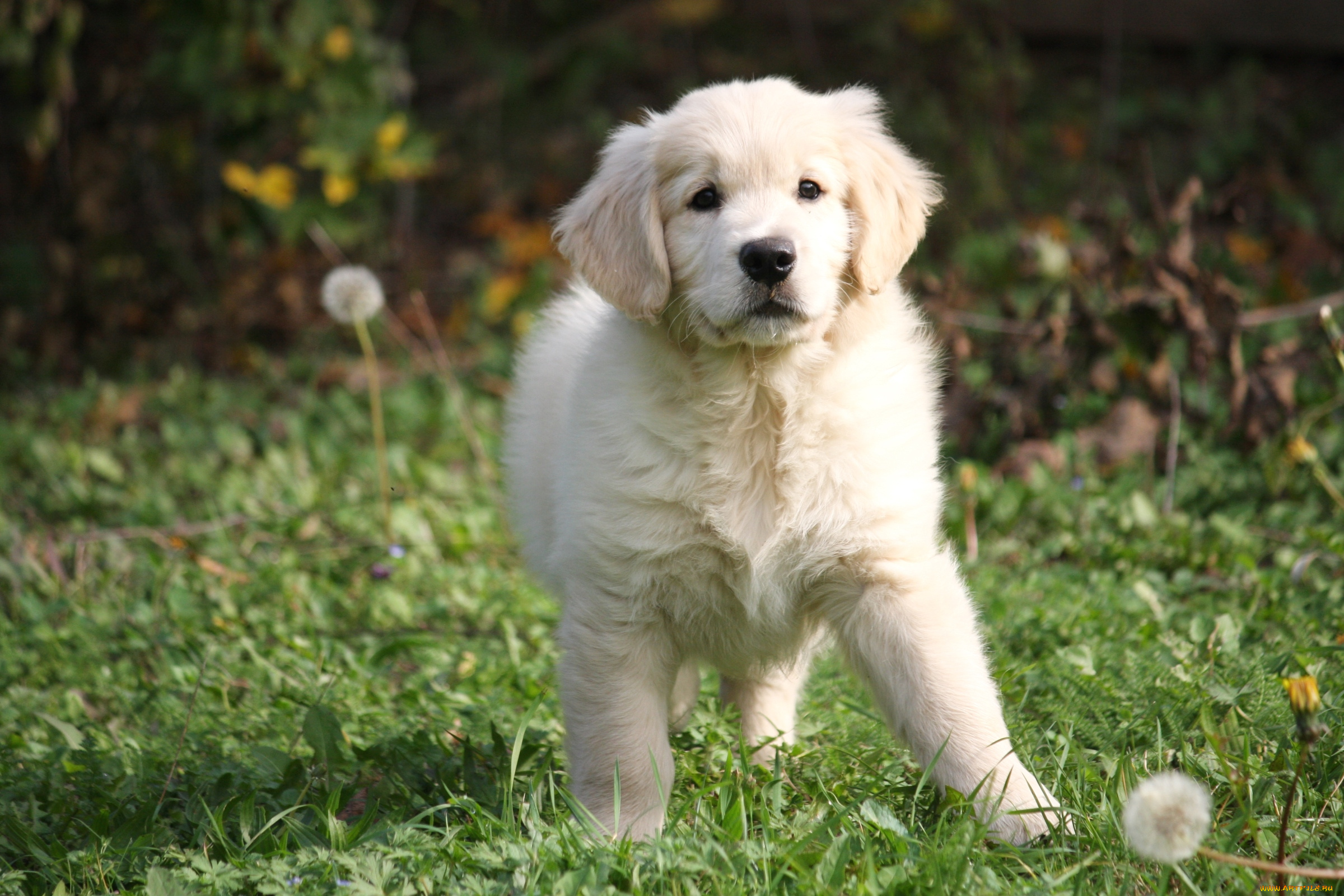животные, собаки, ретривер, щенок