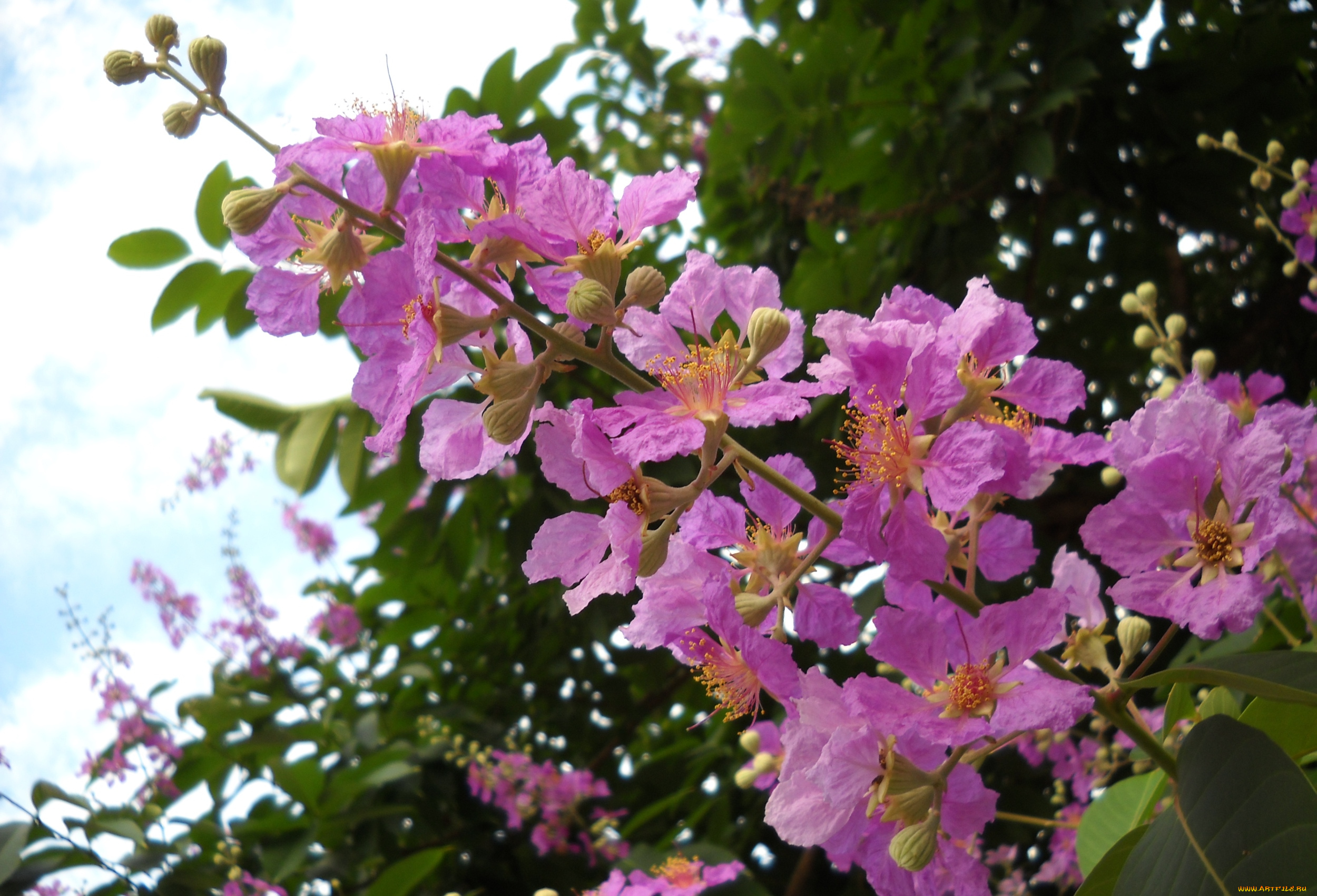 цветы, лагерстрёмия, лагерстремия, спесиоза