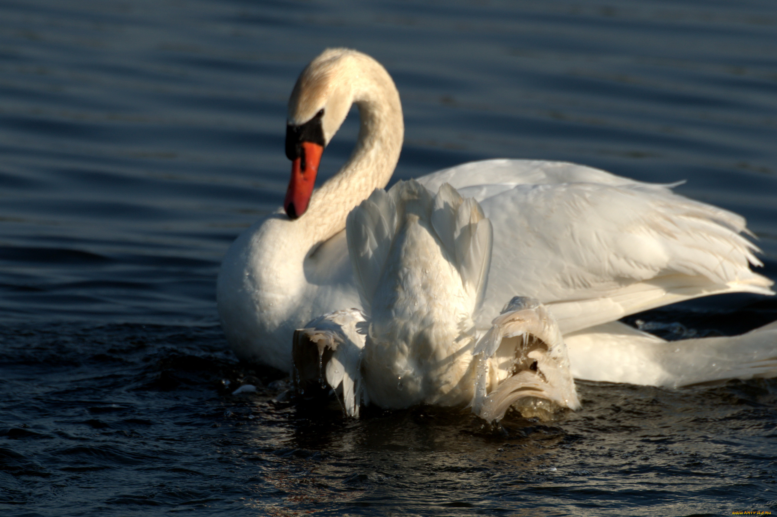 животные, лебеди, лебедь, река
