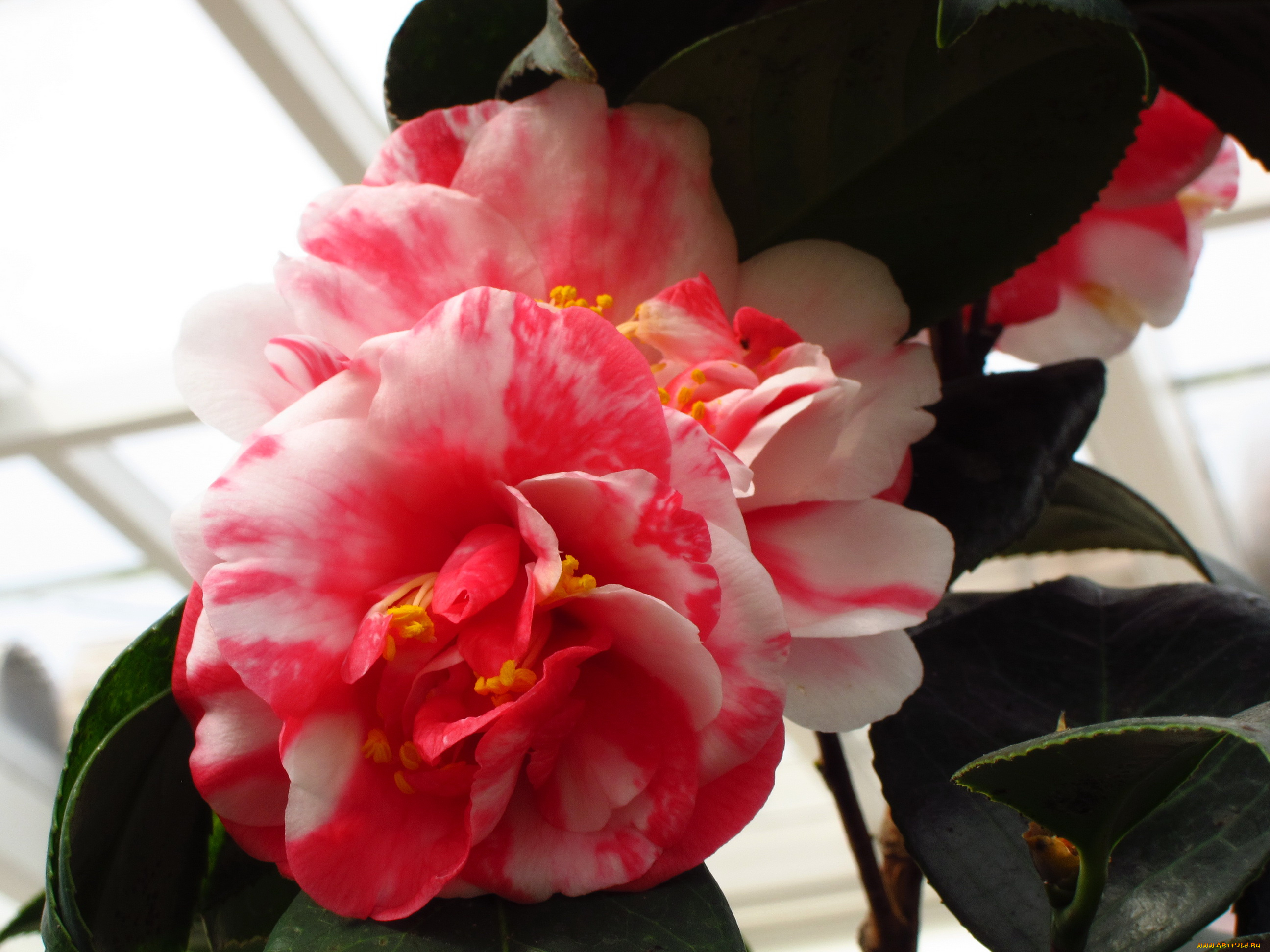 цветы, камелии, камелия