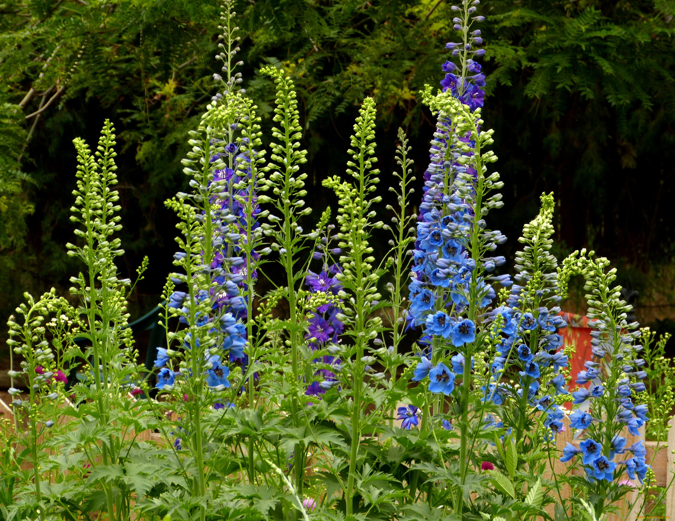 цветы, дельфиниум