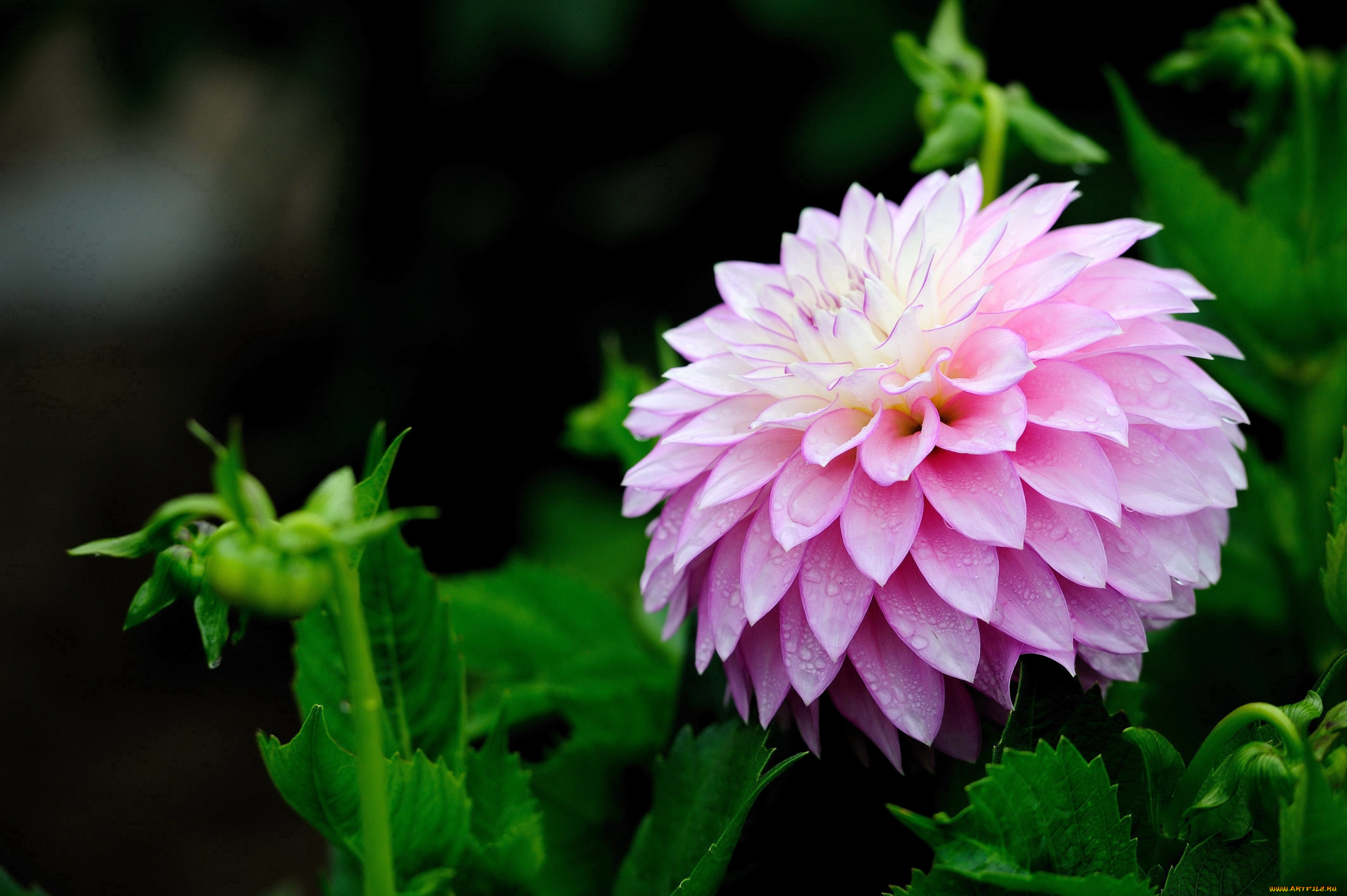 цветы, георгины, пышный, розовый, капли