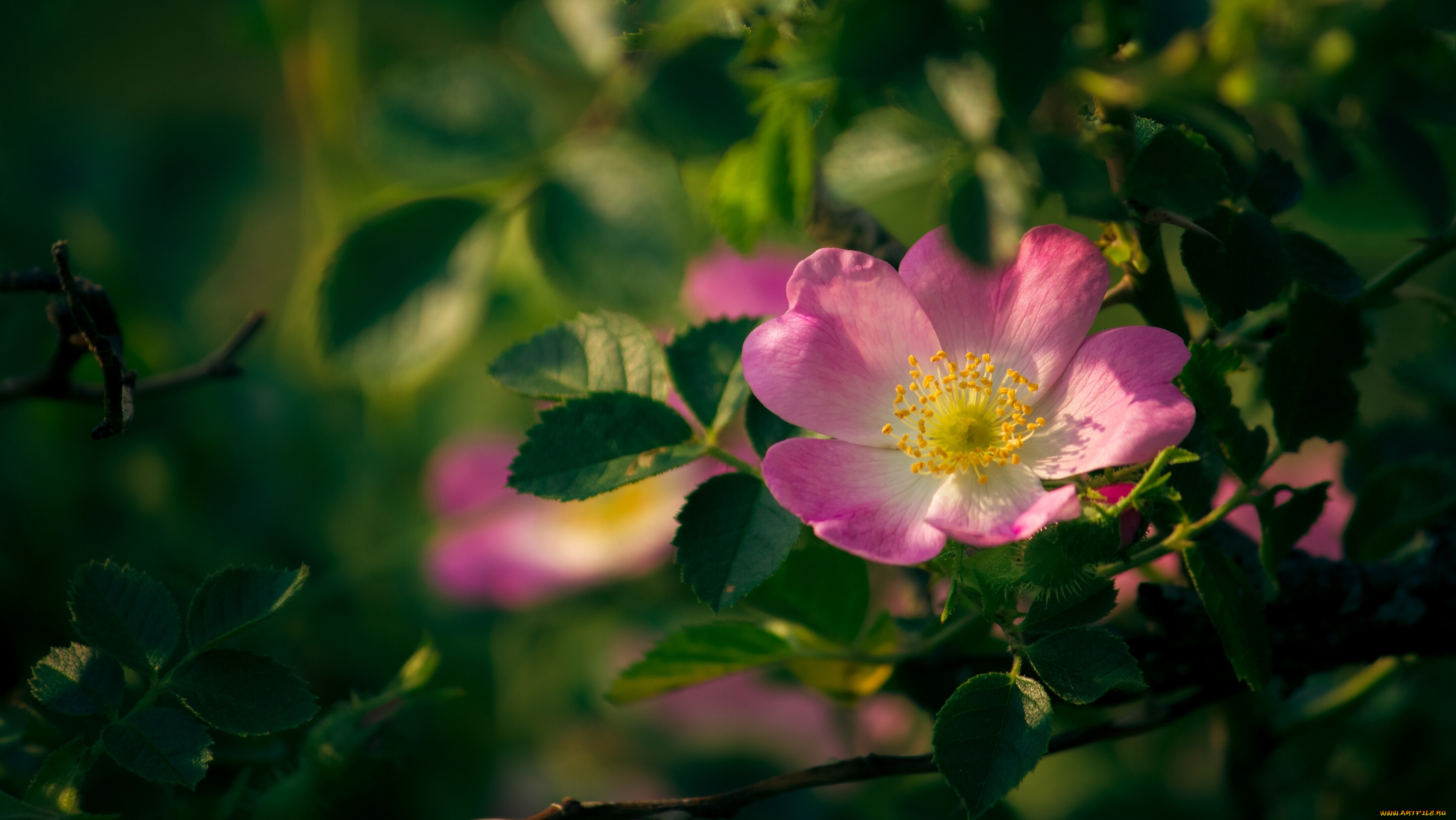цветы, шиповник, макро, листья