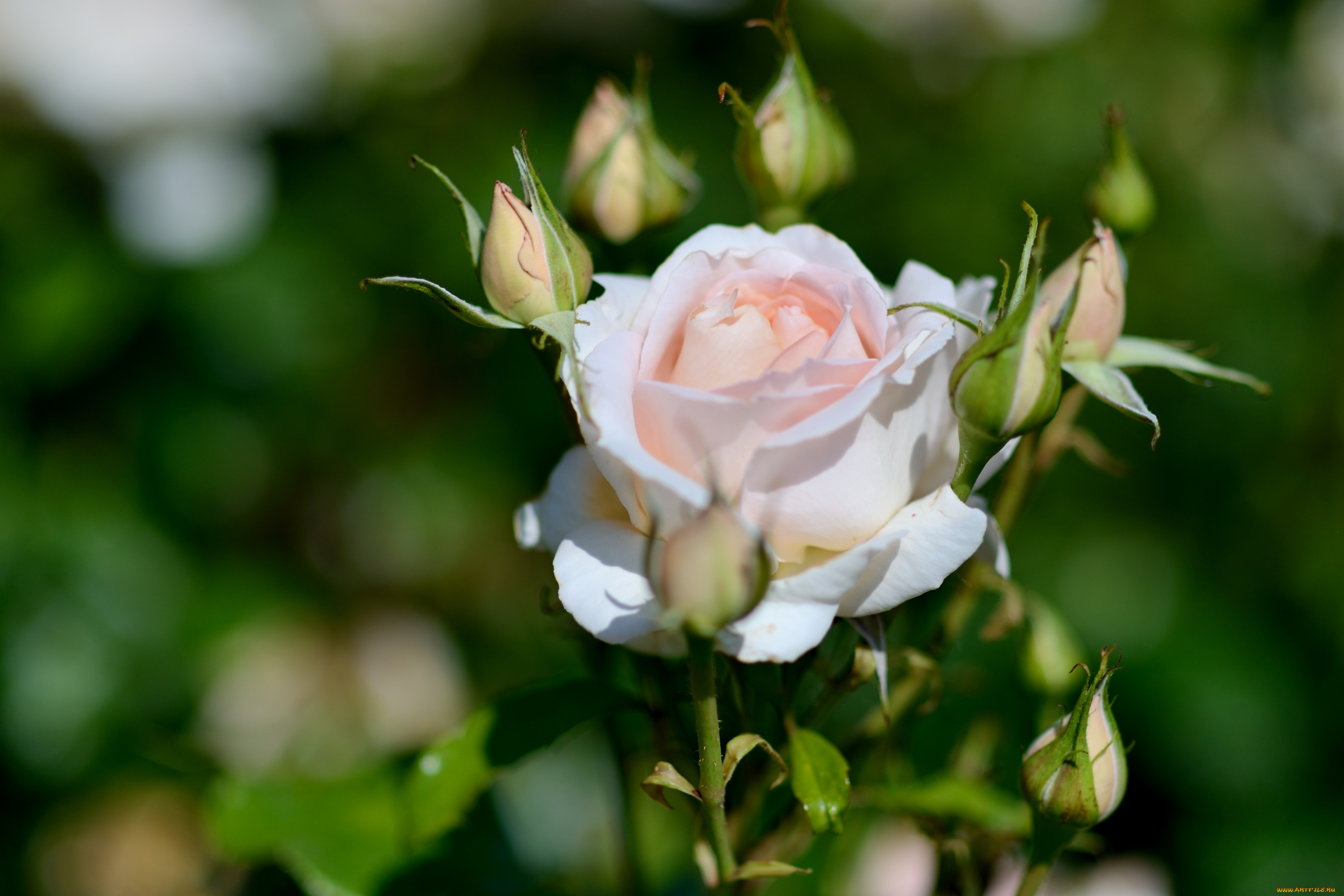 цветы, розы, бутоны, розовый