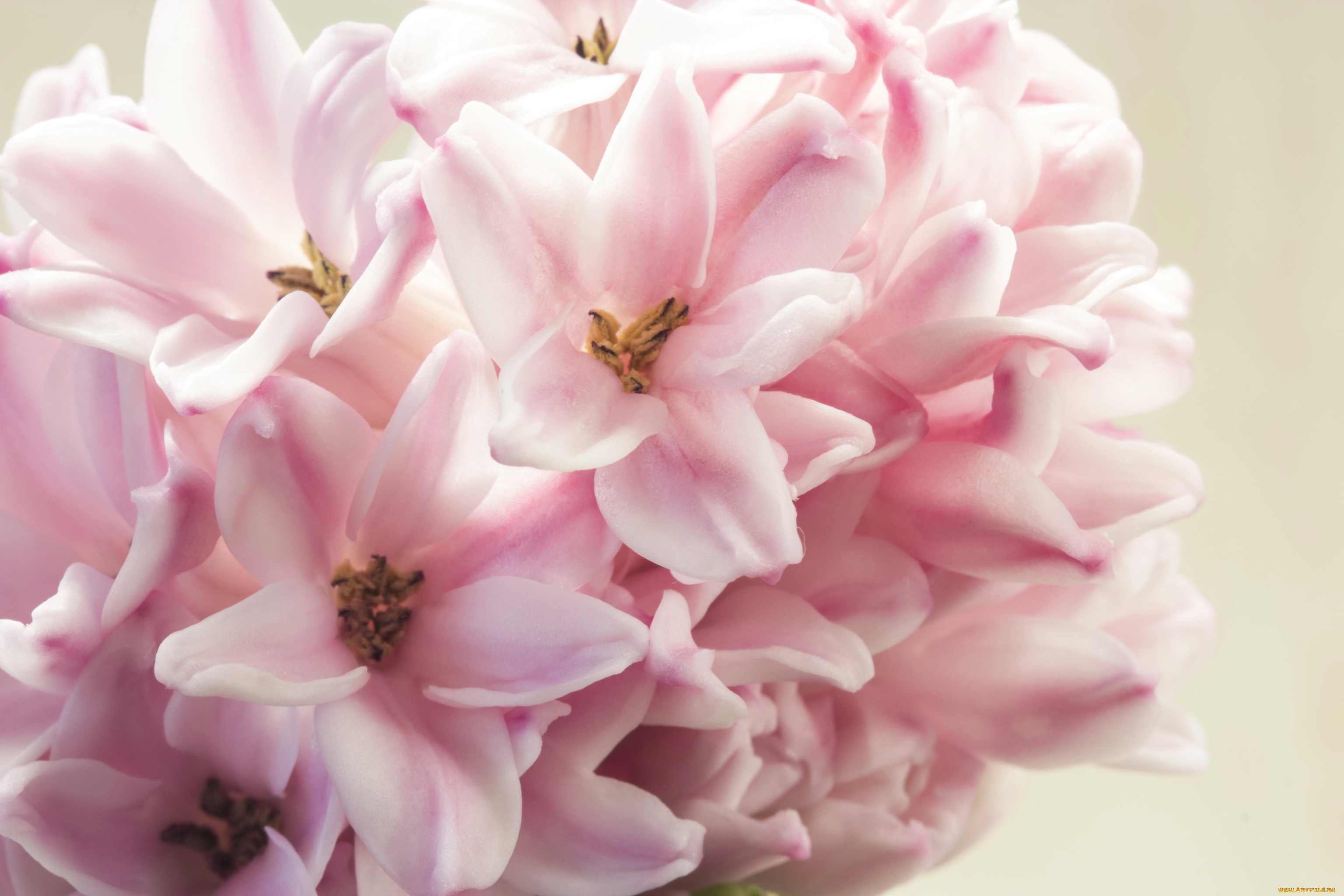 цветы, гиацинты