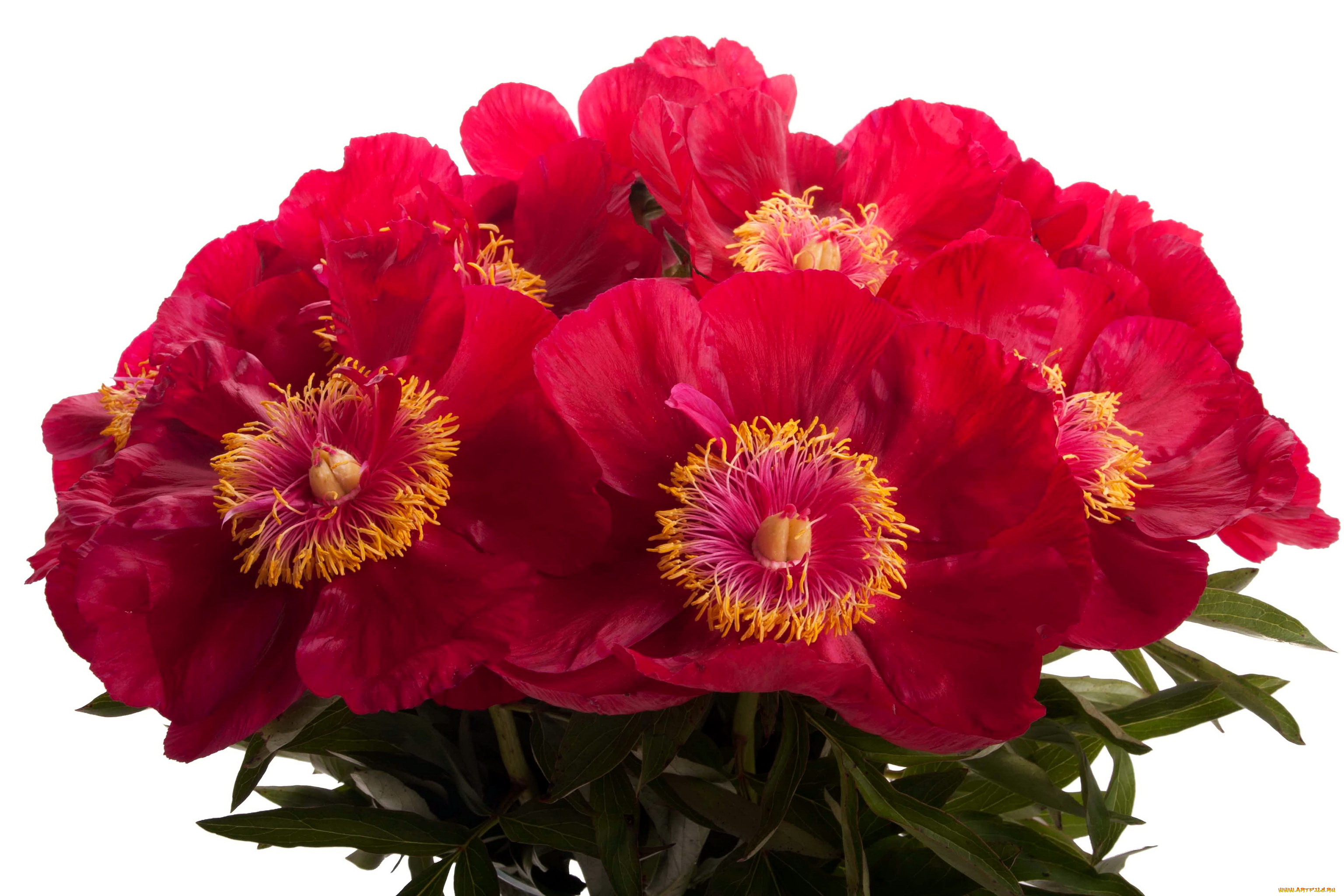 пионы, tango, цветы