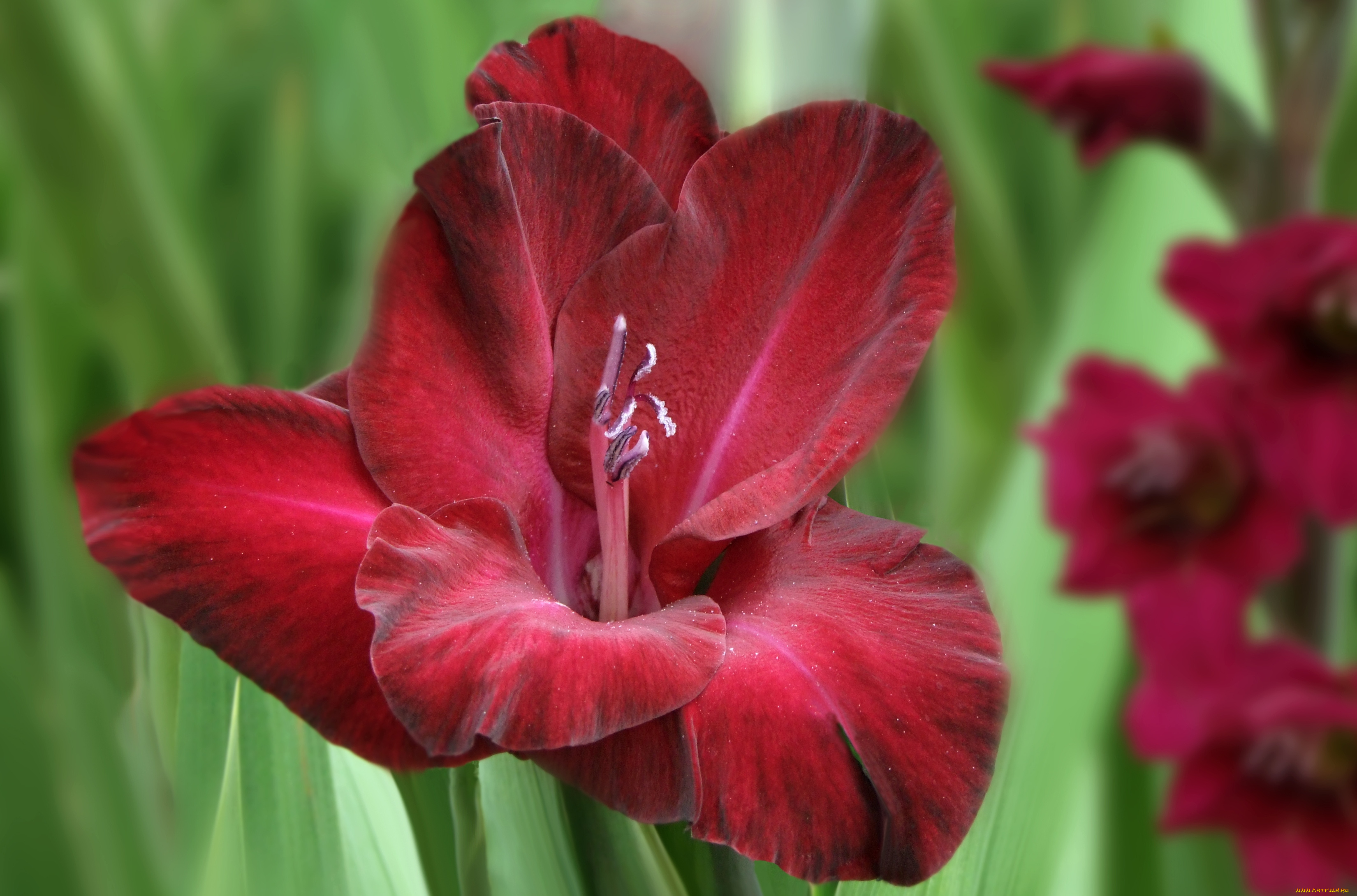 цветы, гладиолусы, бордовый