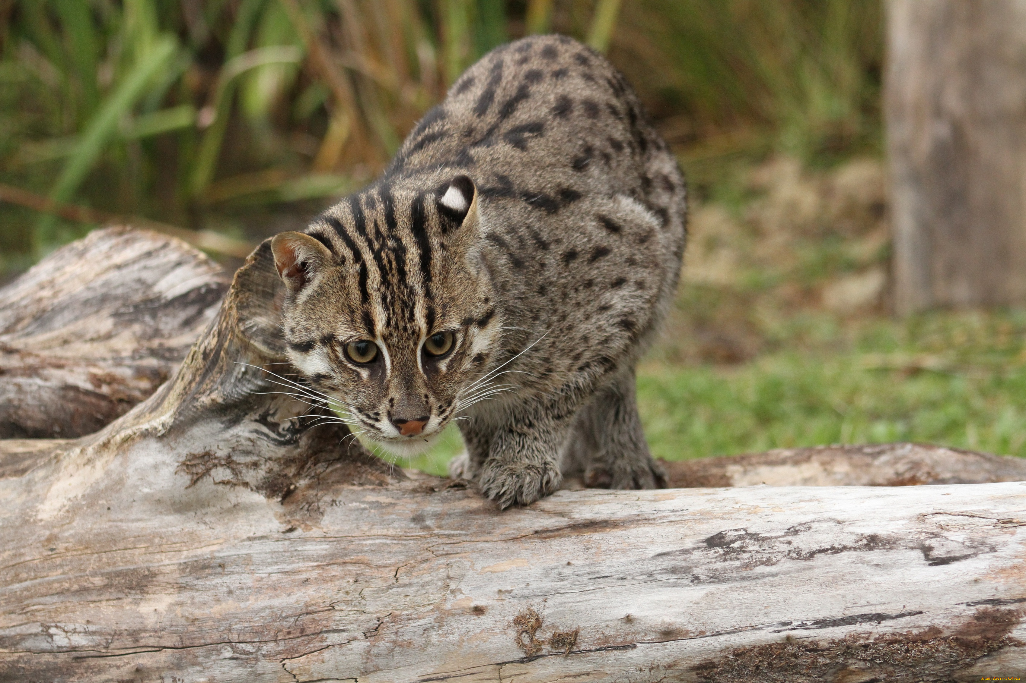 животные, дикие, кошки, кошка-рыболов