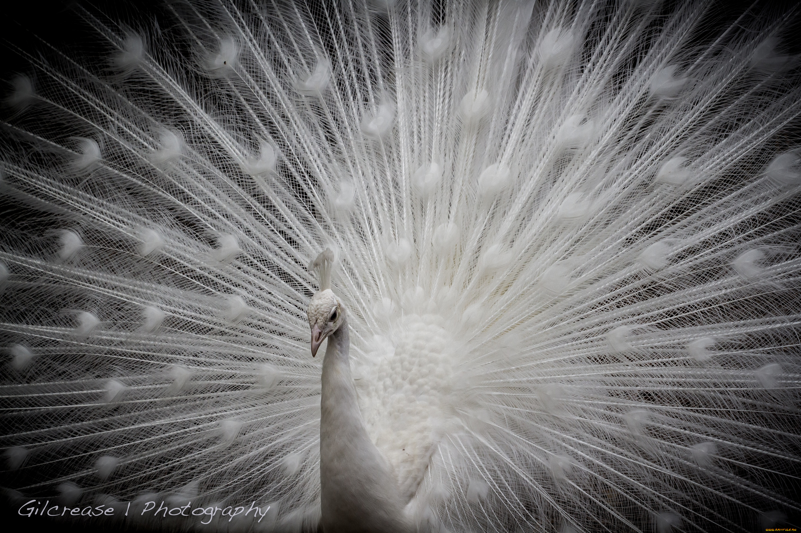 животные, павлины, белый, павлин, хвост