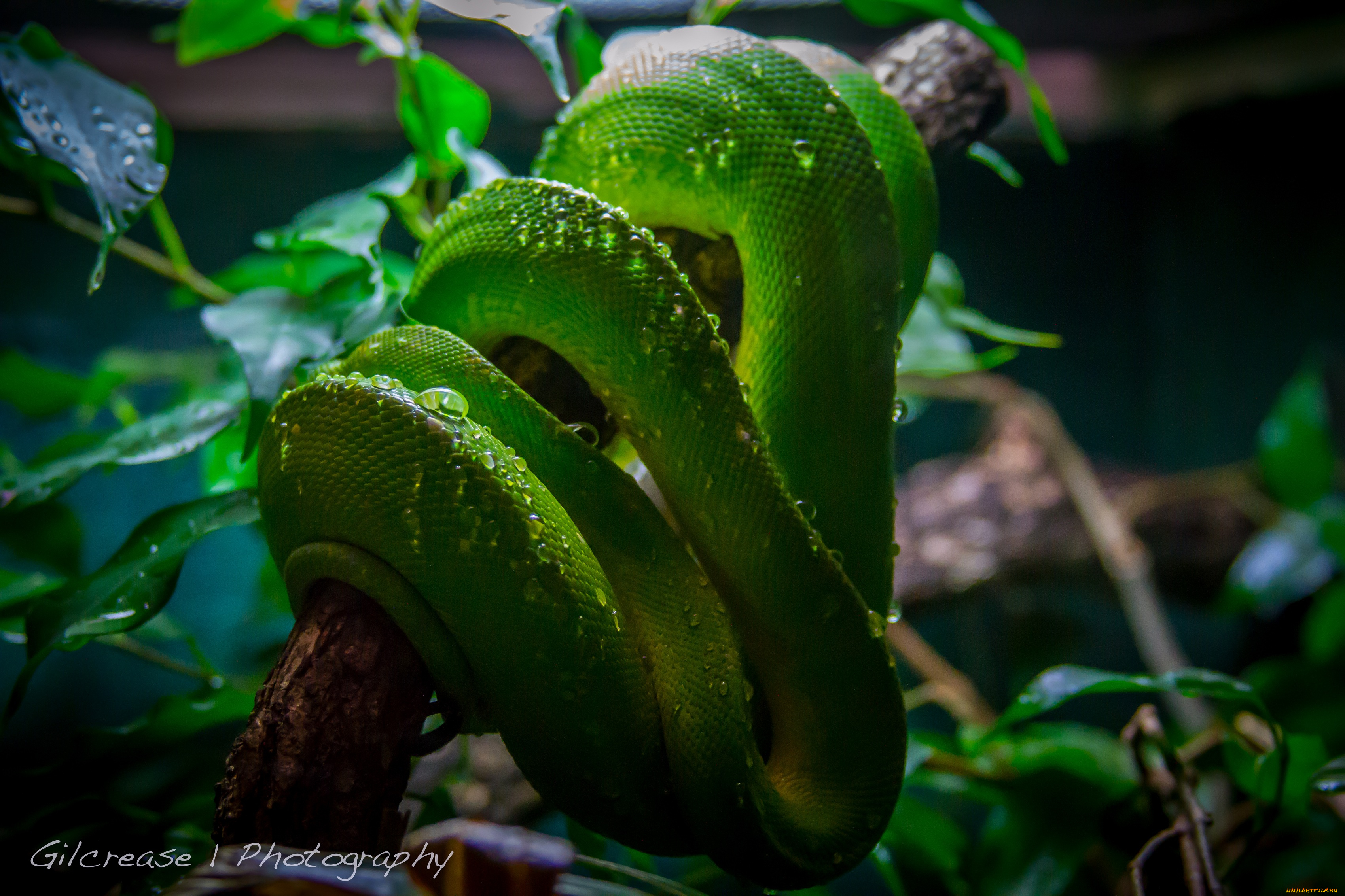 животные, змеи, питоны, кобры, зеленый, древесный, питон