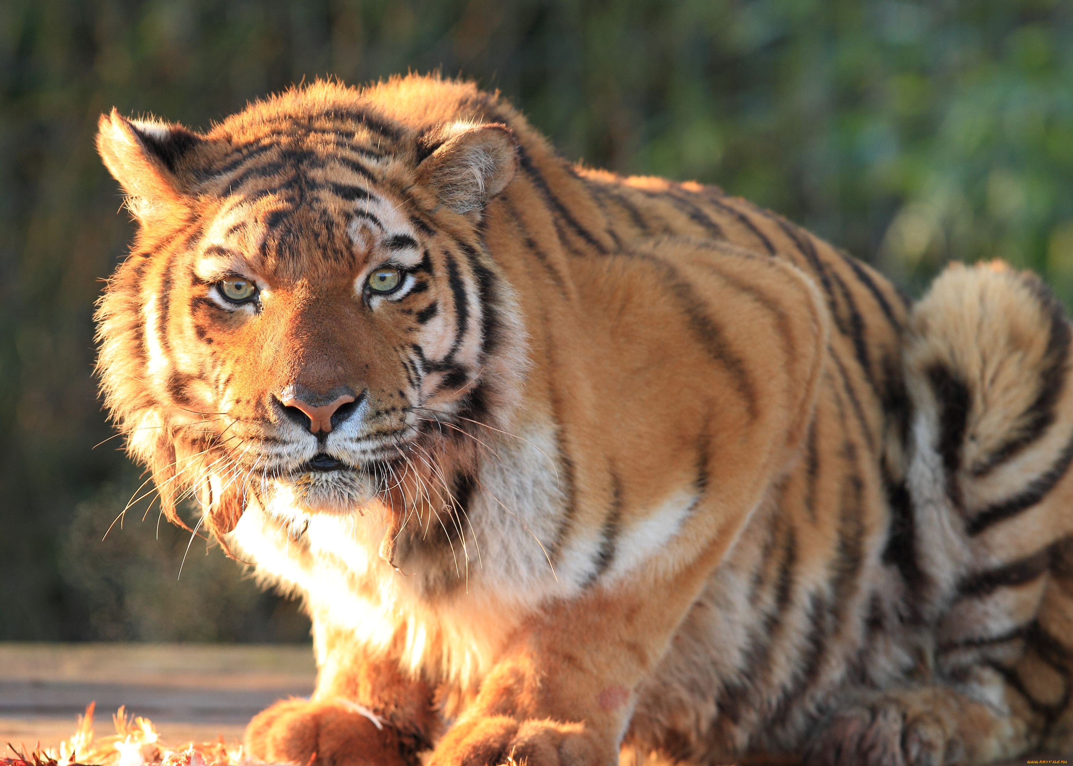 животные, тигры, хищник