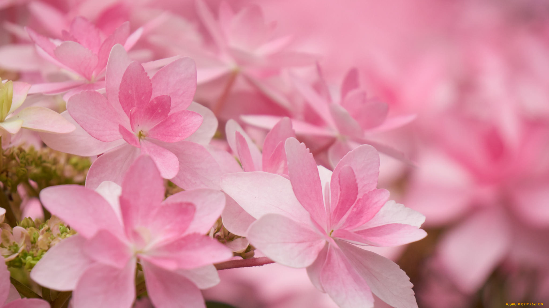 цветы, гортензия, макро, розовая