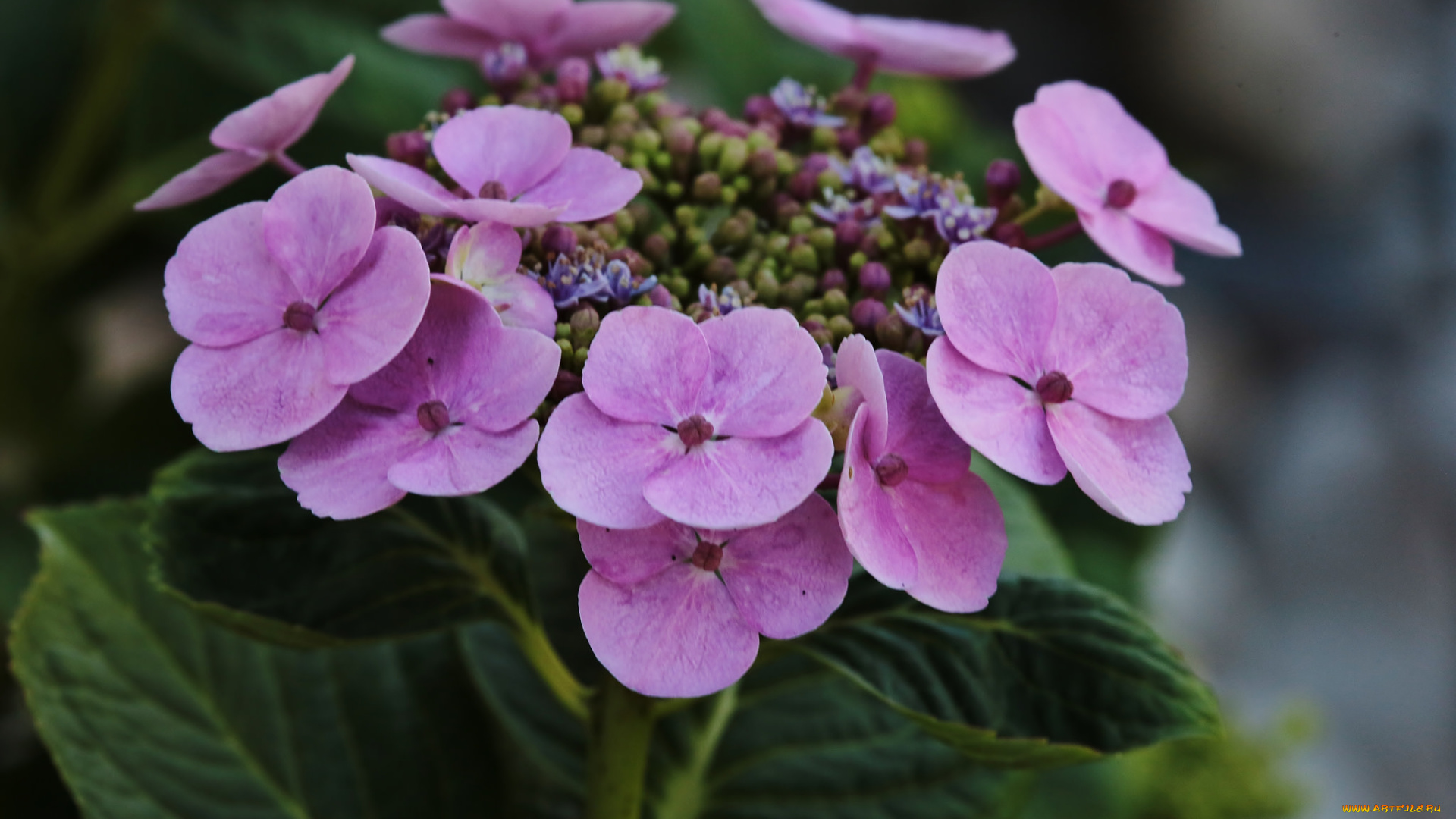 цветы, гортензия, розовые, макро