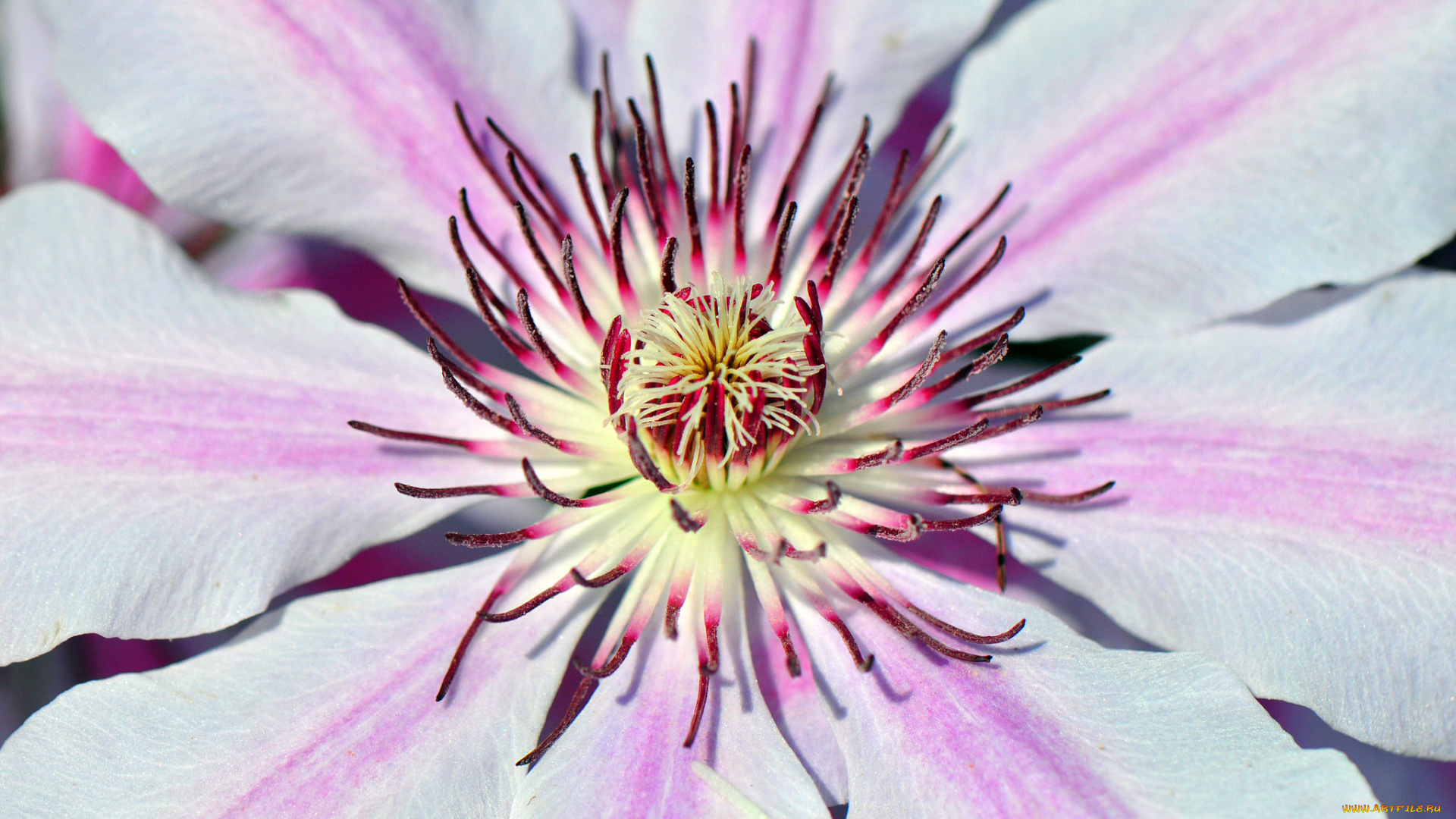 цветы, клематис, , ломонос, макро, цветок, климатис, лепестки