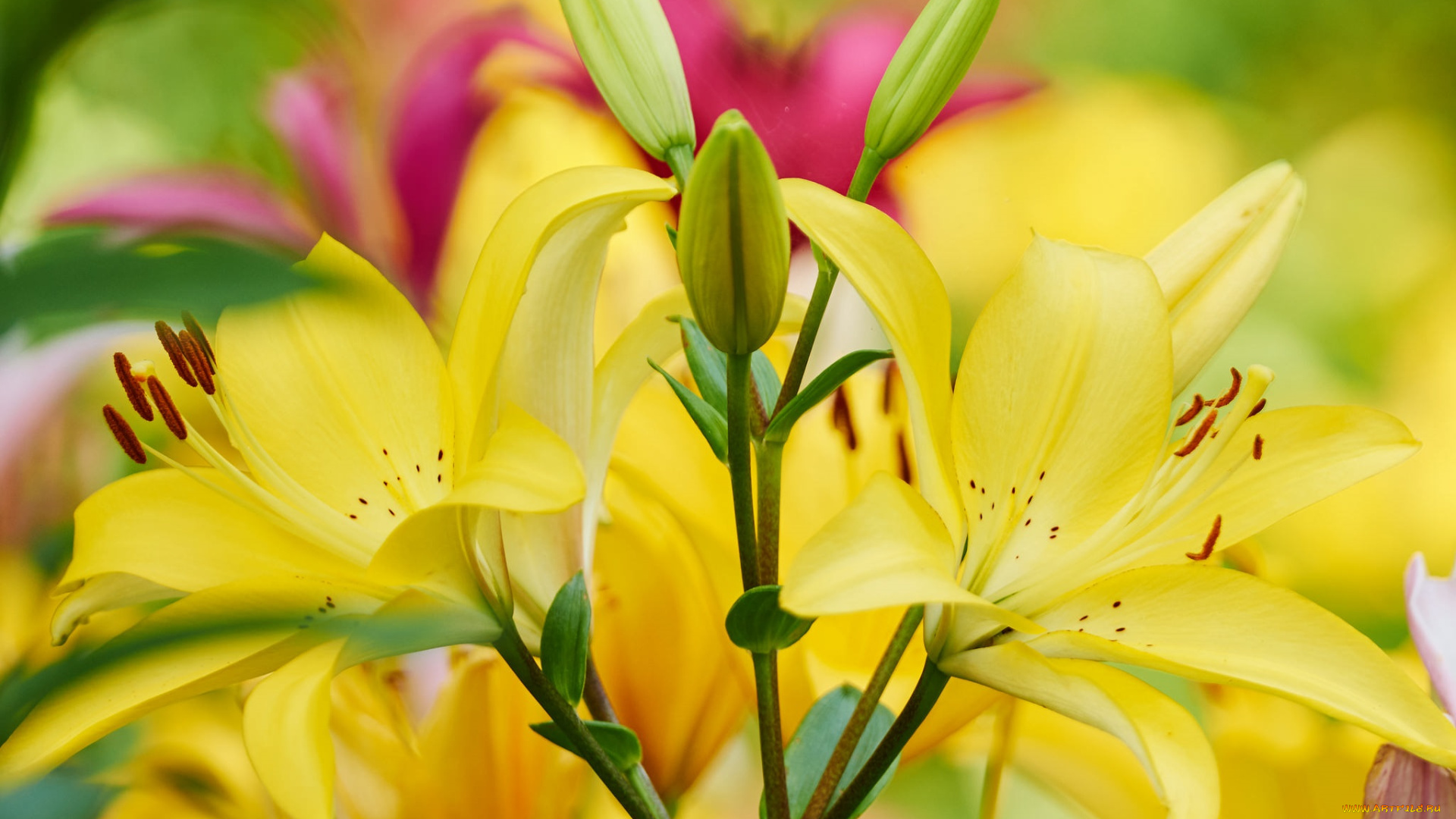 цветы, лилии, , лилейники, бутоны, жёлтые, макро