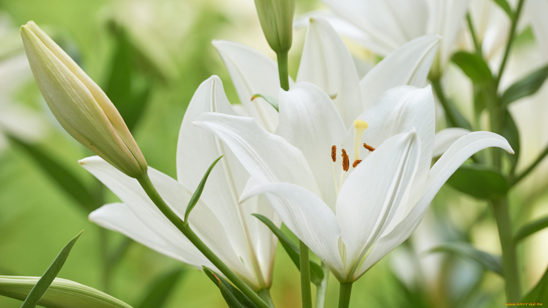 цветы, лилии, , лилейники, макро, белые, нежность