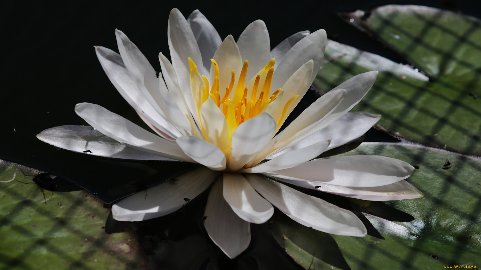 цветы, лилии, водяные, , нимфеи, , кувшинки, водяная, лилия