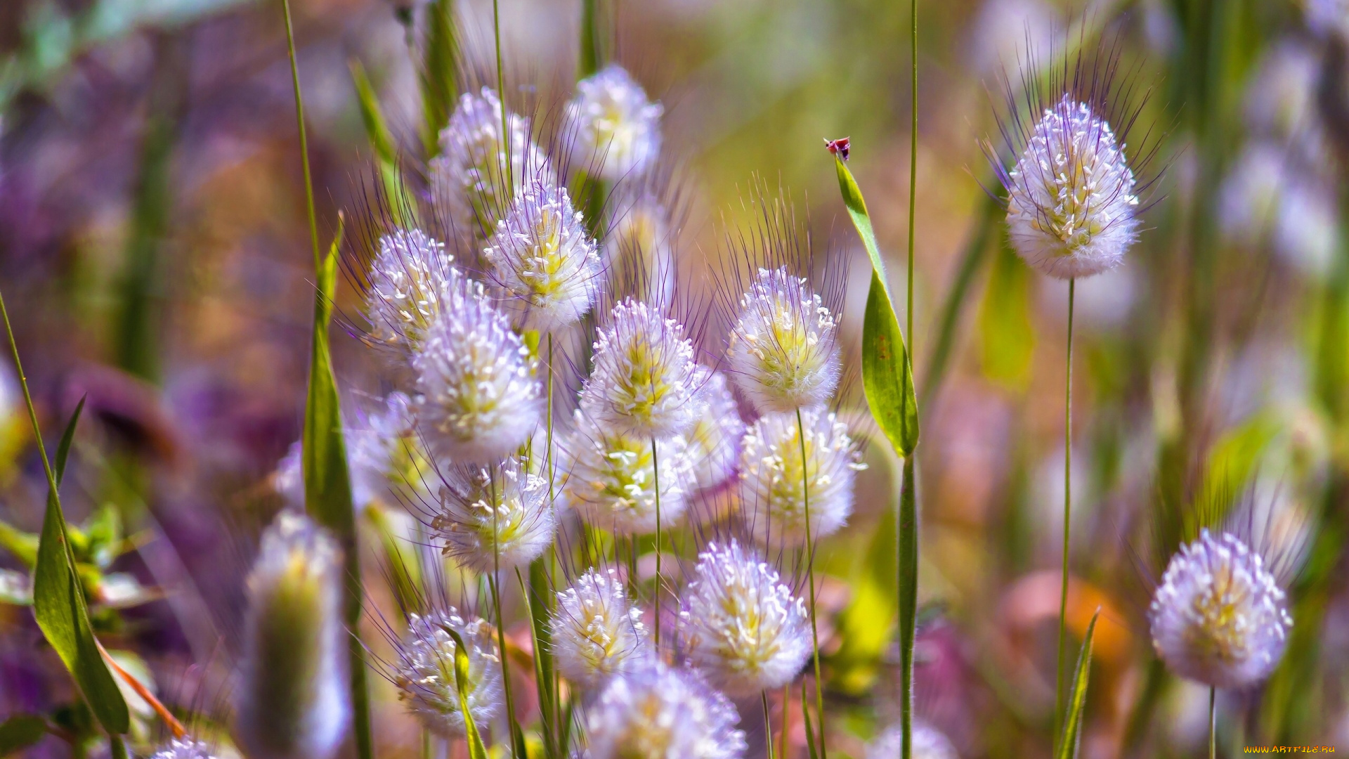 цветы, луговые, , полевые, , цветы, природа, макро, травинки, луг