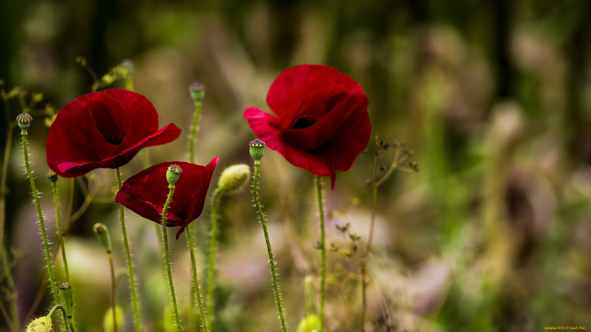 цветы, маки, фон