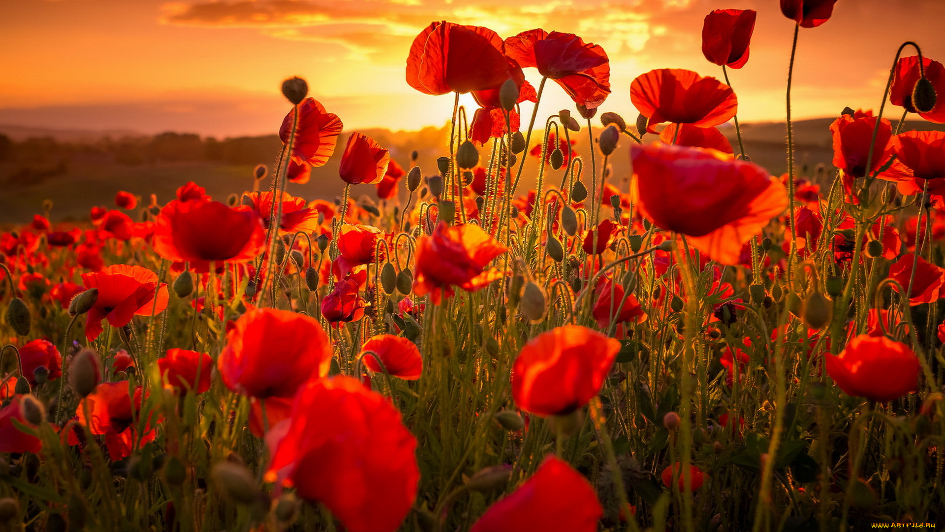 цветы, маки, лето, закат