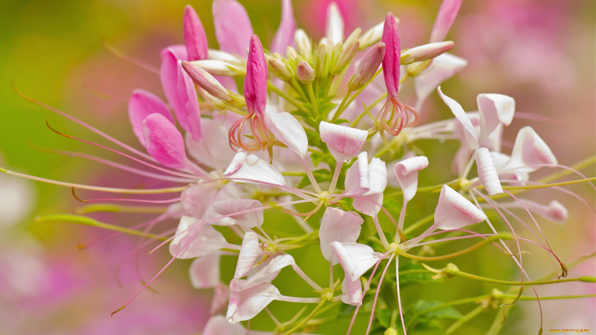 цветы, макро, нежность, розовые