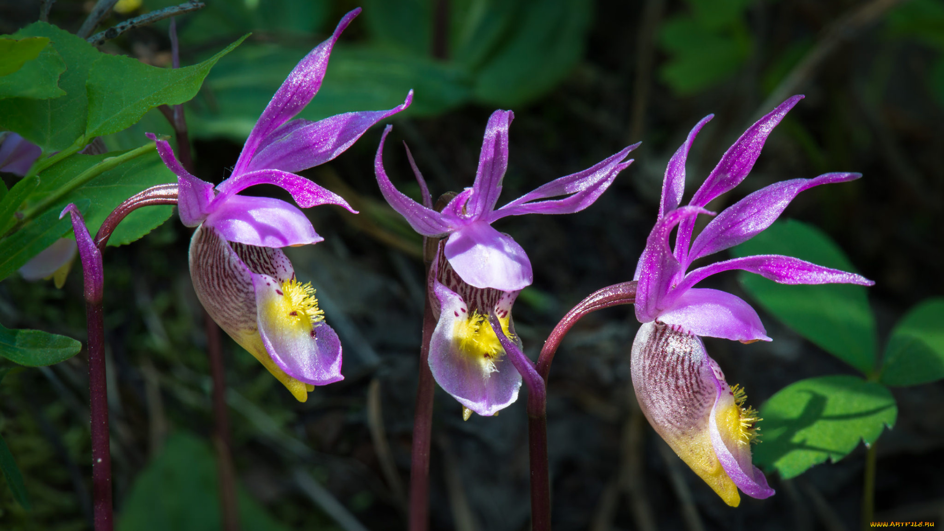 цветы, орхидеи, макро, сиреневые