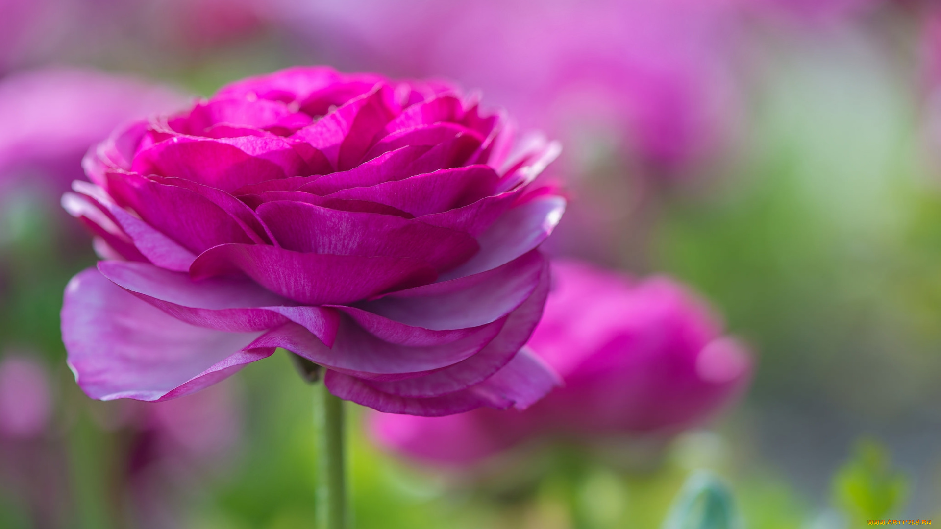 цветы, ранункулюс, , азиатский, лютик, розовый