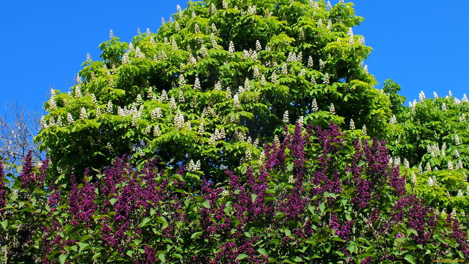 цветы, разные, вместе, сирень, каштан