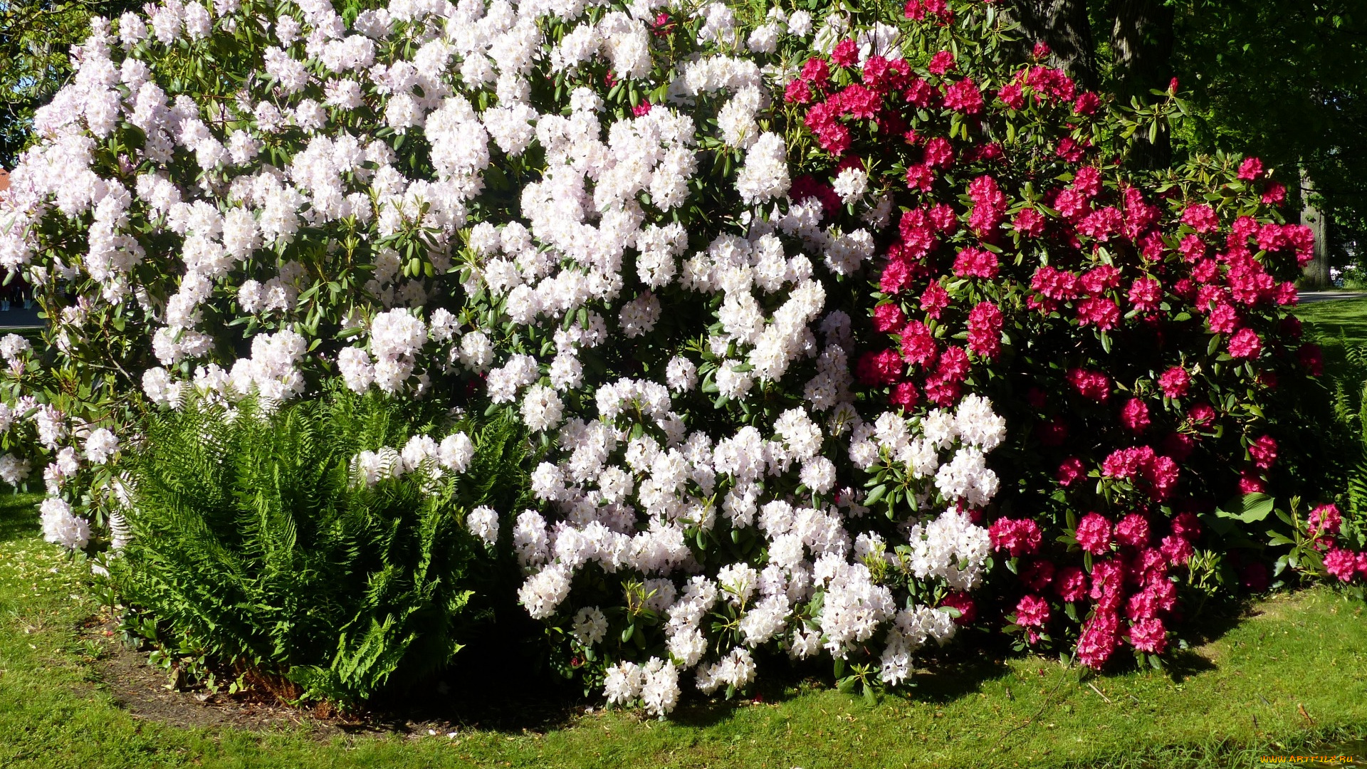 цветы, рододендроны, , азалии, белый, розовый