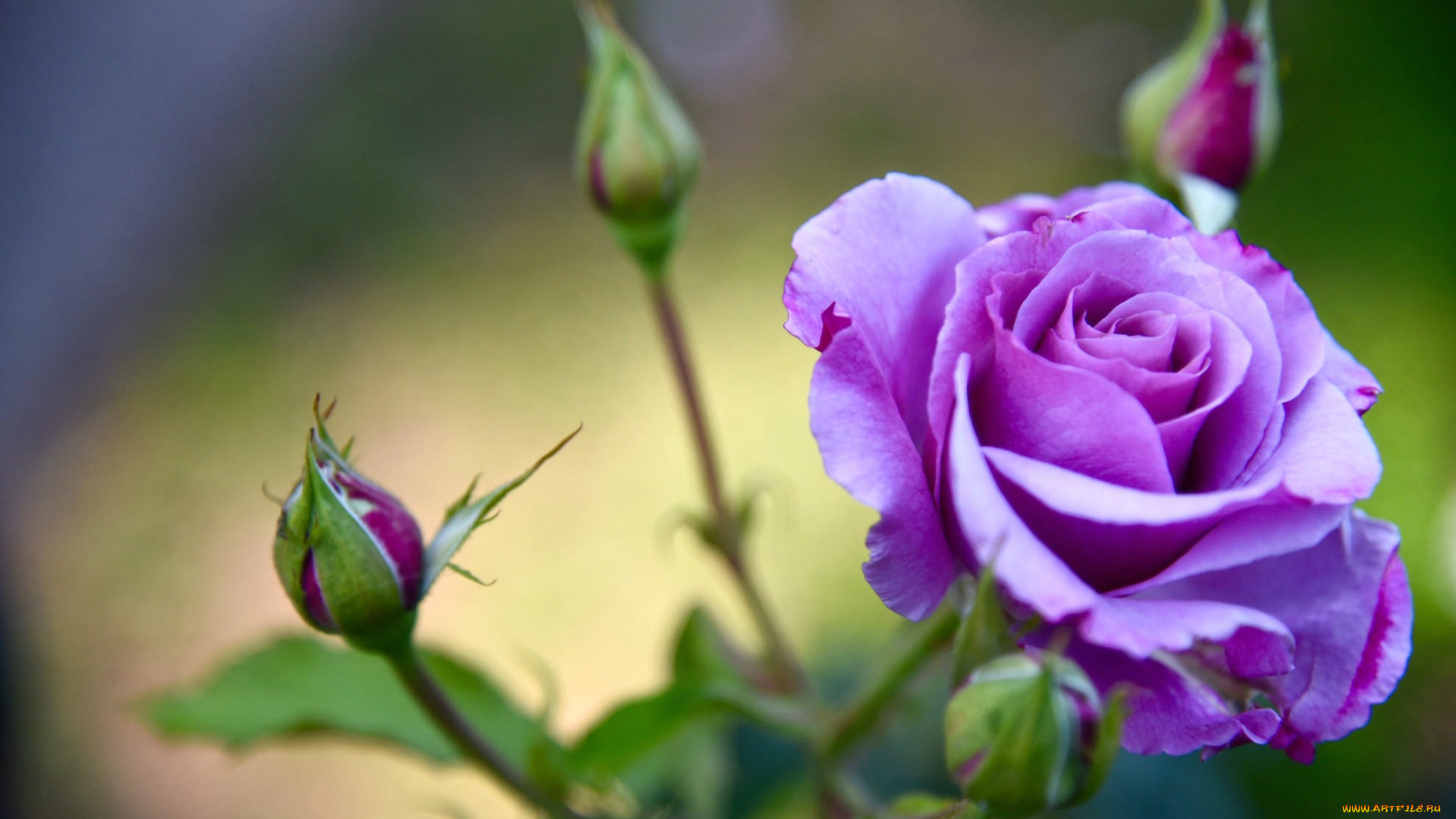 цветы, розы, бутоны, роза, лепестки, лиловая