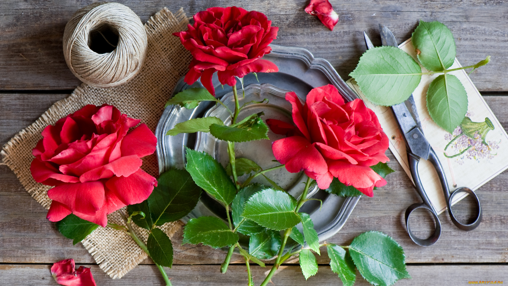 цветы, розы, трио, красные