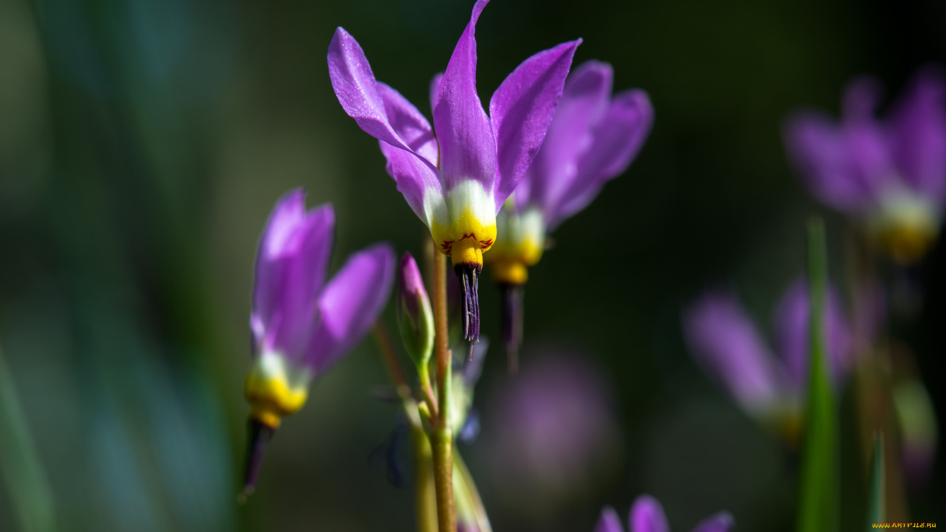 цветы, сиреневые, макро