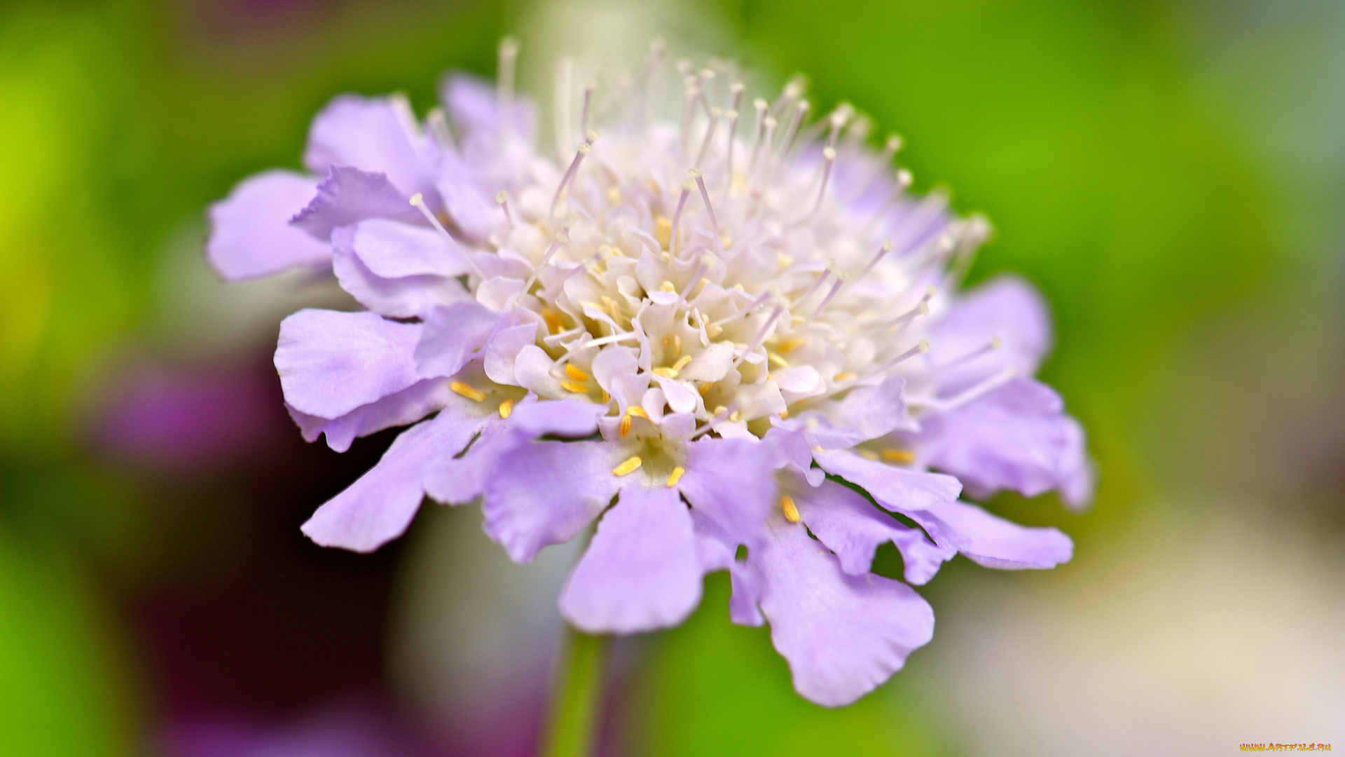 цветы, сиреневые, макро, фон