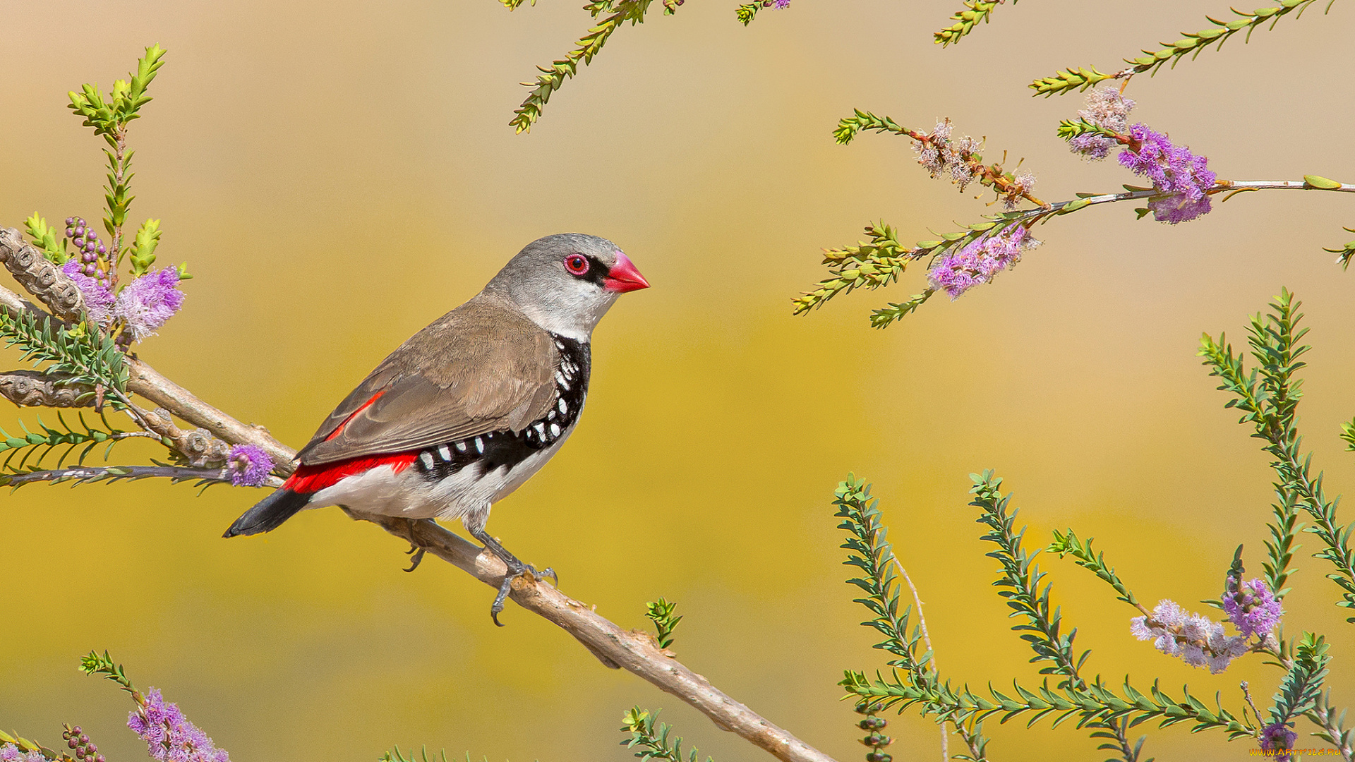 diamond, firetail, животные, птицы, птичка