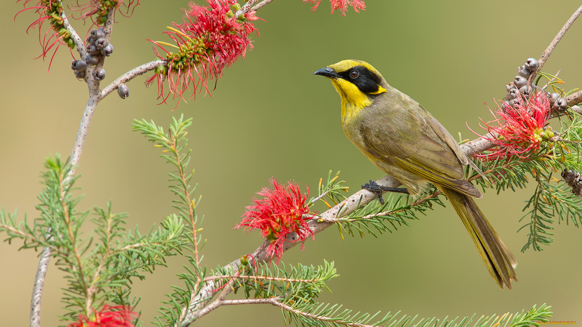 yellow-tufted, honeyeater, животные, птицы, птичка