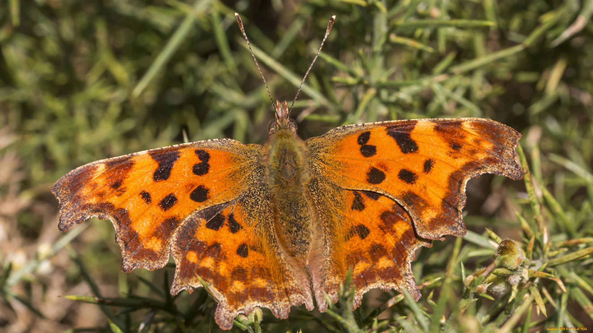 животные, бабочки, , мотыльки, , моли, бабочка