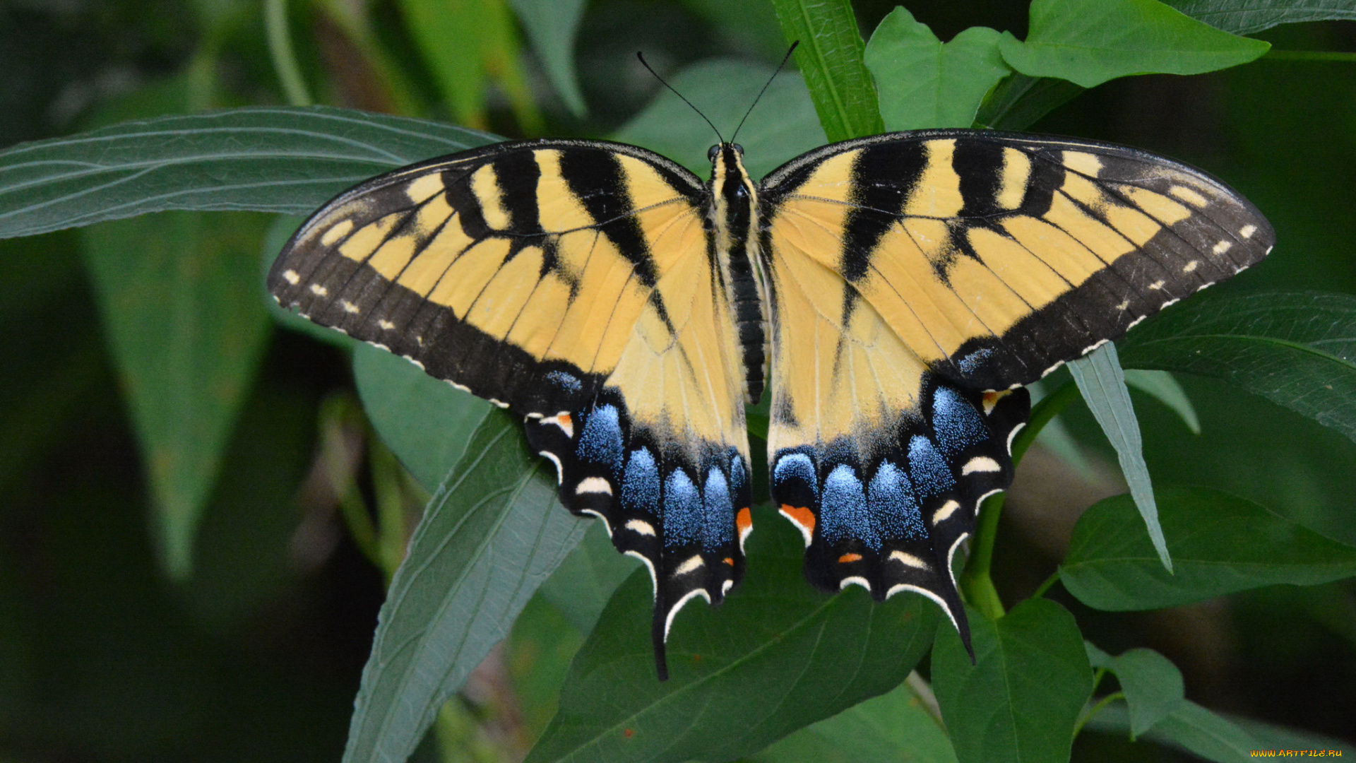 животные, бабочки, , мотыльки, , моли, бабочка