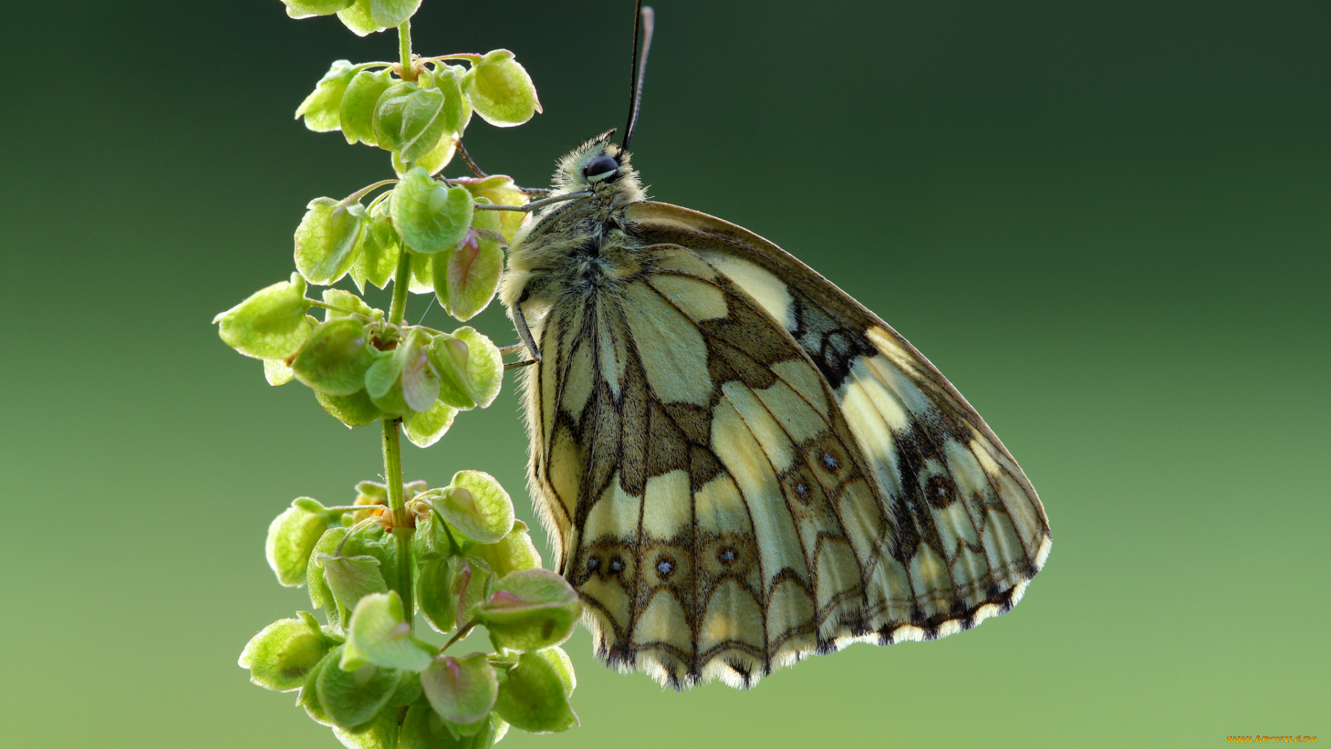 животные, бабочки, , мотыльки, , моли, бабочка