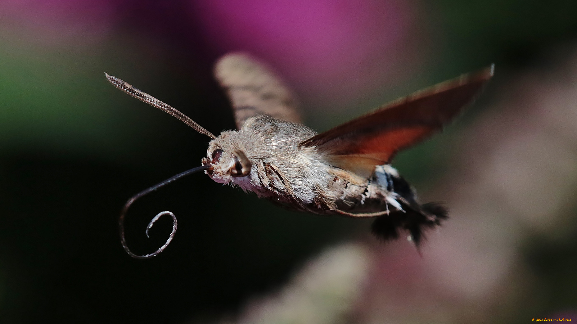 животные, бабочки, , мотыльки, , моли, хоботок, мотылёк, фон, насекомое, полёт, макро, усики, крылья