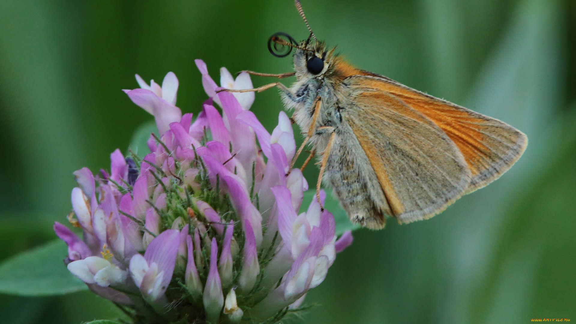 животные, бабочки, , мотыльки, , моли, усики, бабочка, крылья, макро