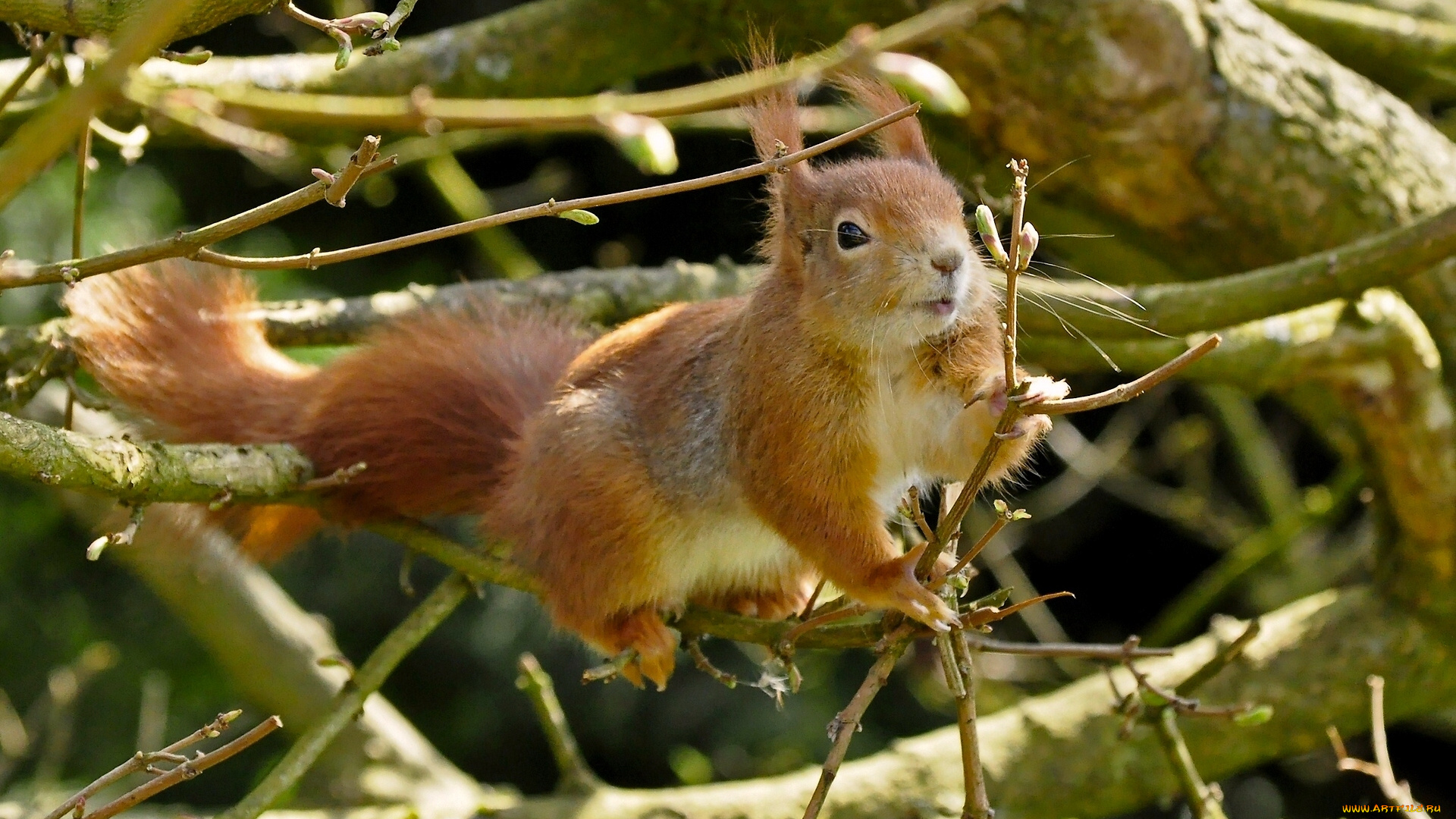 животные, белки, белка, рыжая, ветки, дерево