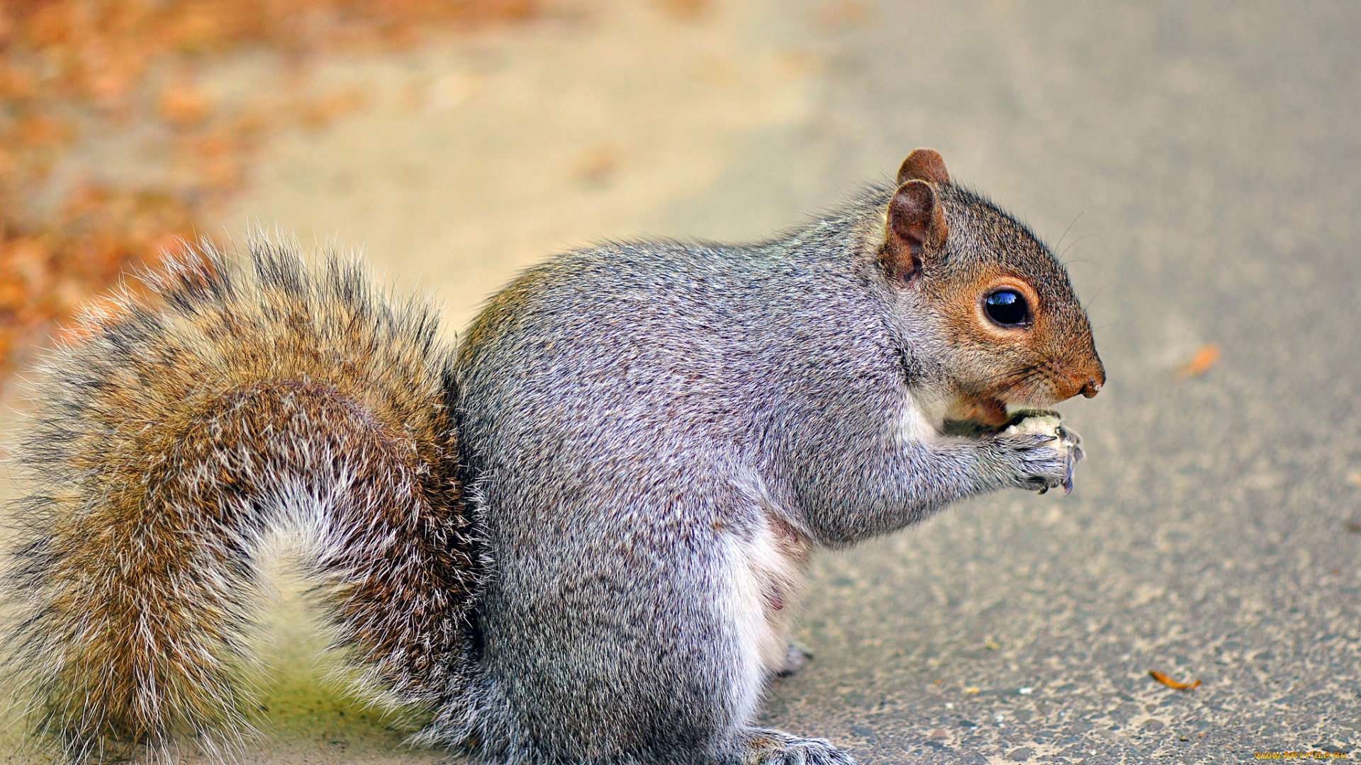 животные, белки, хвост, белка