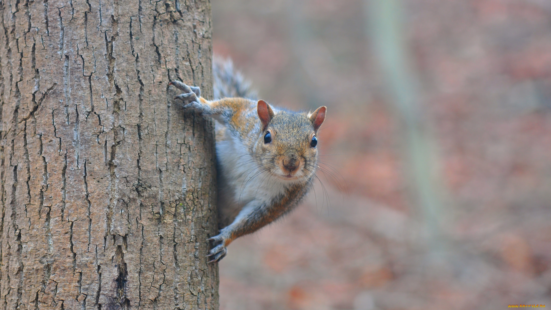 животные, белки, взгляд, белка, зверёк, дерево